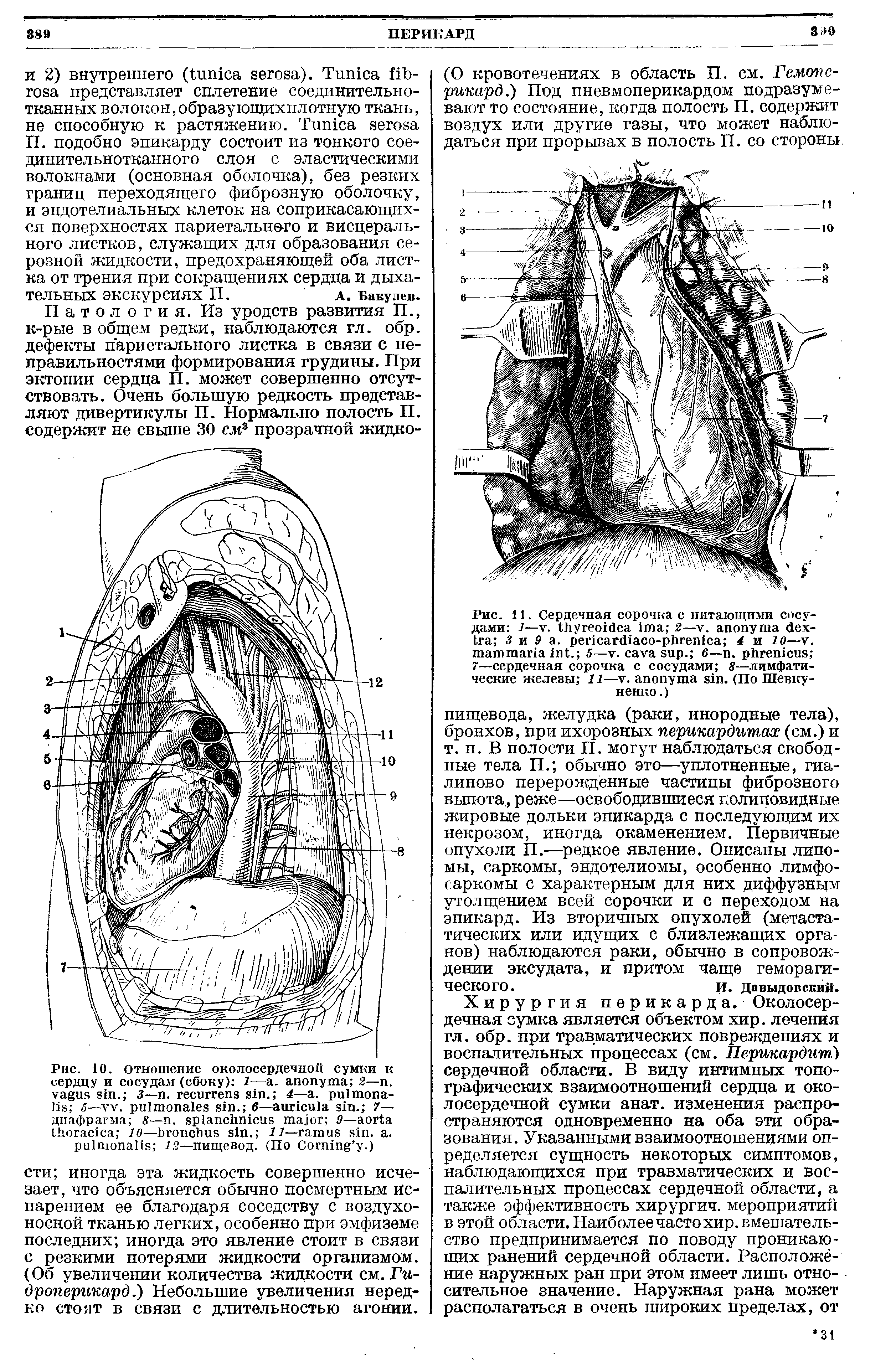Рис. 10. Отношение околосердечной сумки к сердцу и сосудам (сбоку) 1— . 2—п. . 3— . . 4— . - 5— . . 6— . 7— диафрагма 8— . 9— 10— . 11— . .