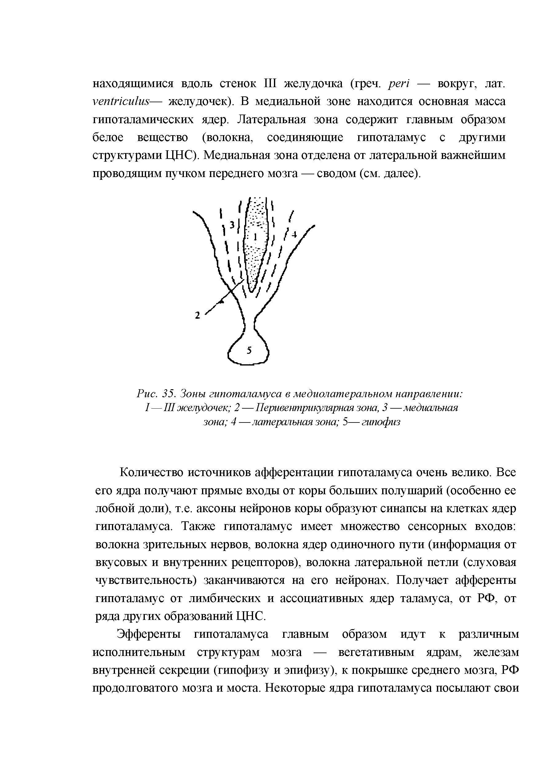 Рис. 35. Зоны гипоталамуса в медиолатеральном направлении I—III желудочек 2 — Перивентрикулярная зона, 3 —медиальная зона 4 —латеральная зона 5— гипофиз...