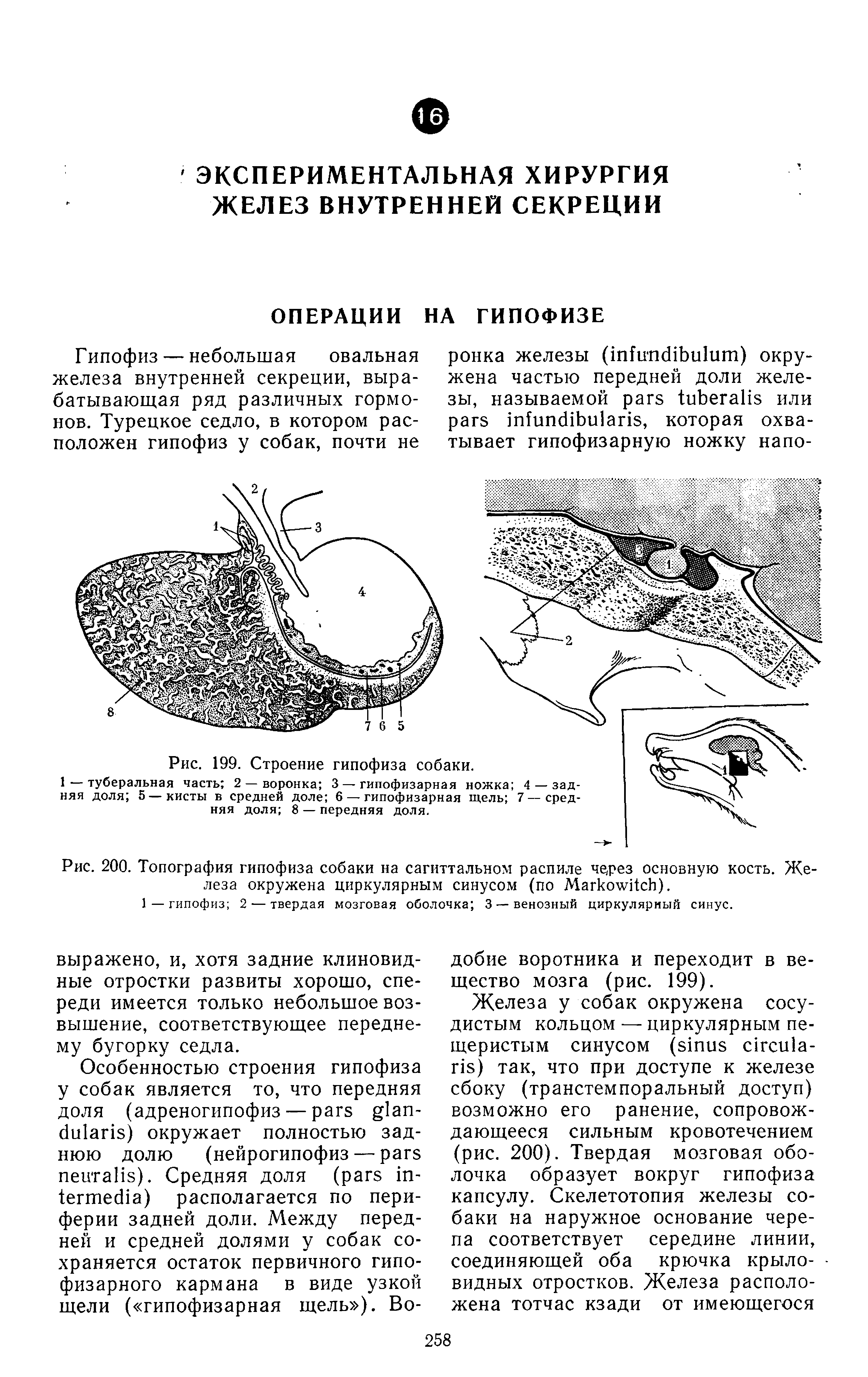 Рис. 200. Топография гипофиза собаки на сагиттальном распиле ч рез основную кость. Железа окружена циркулярным синусом (по МагкотсЦсИ).