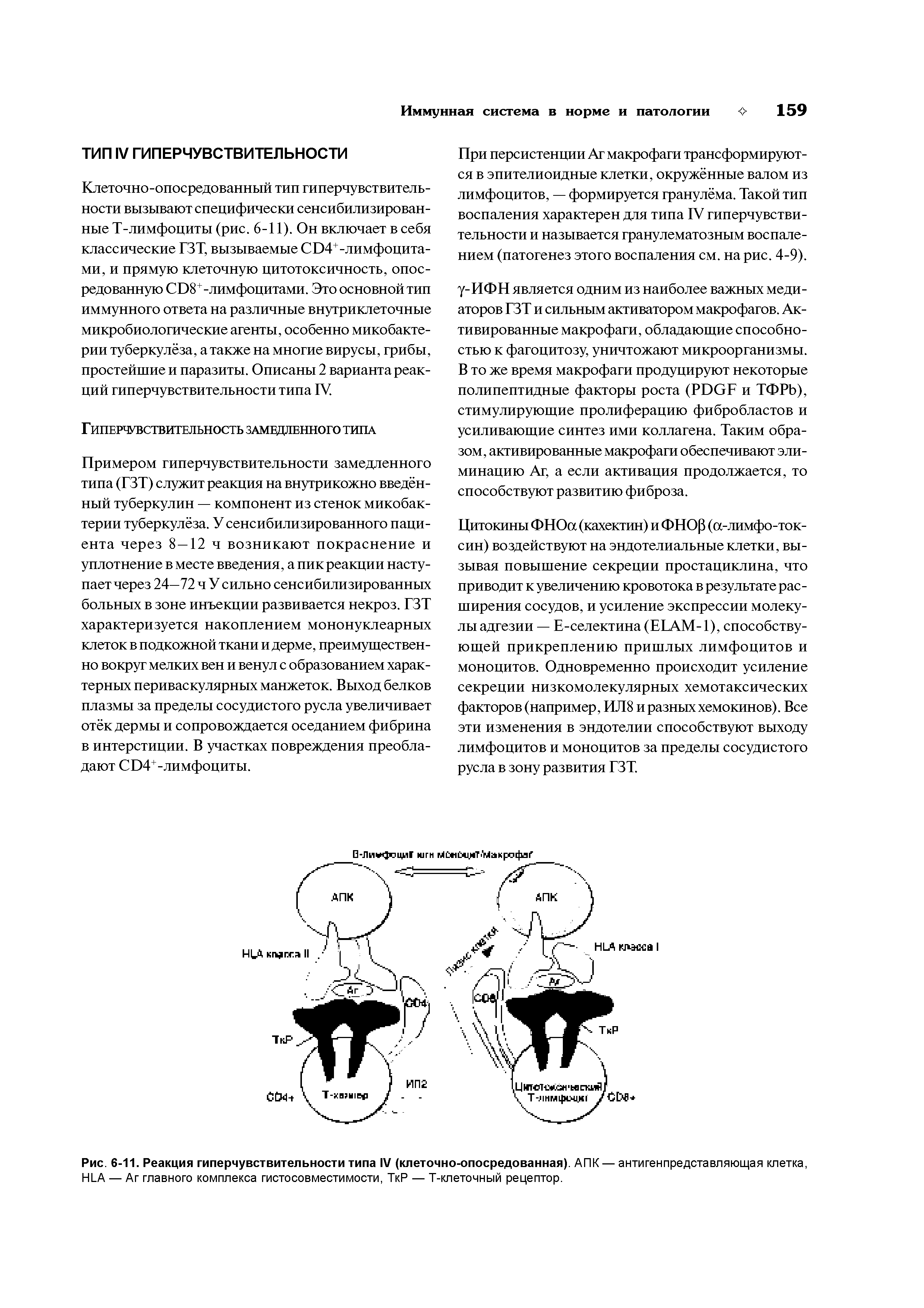 Рис. 6-11. Реакция гиперчувствительности типа IV (клеточно-опосредованная). АПК — антигенпредставляющая клетка, HLA — Аг главного комплекса гистосовместимости, ТкР — T-клеточный рецептор.