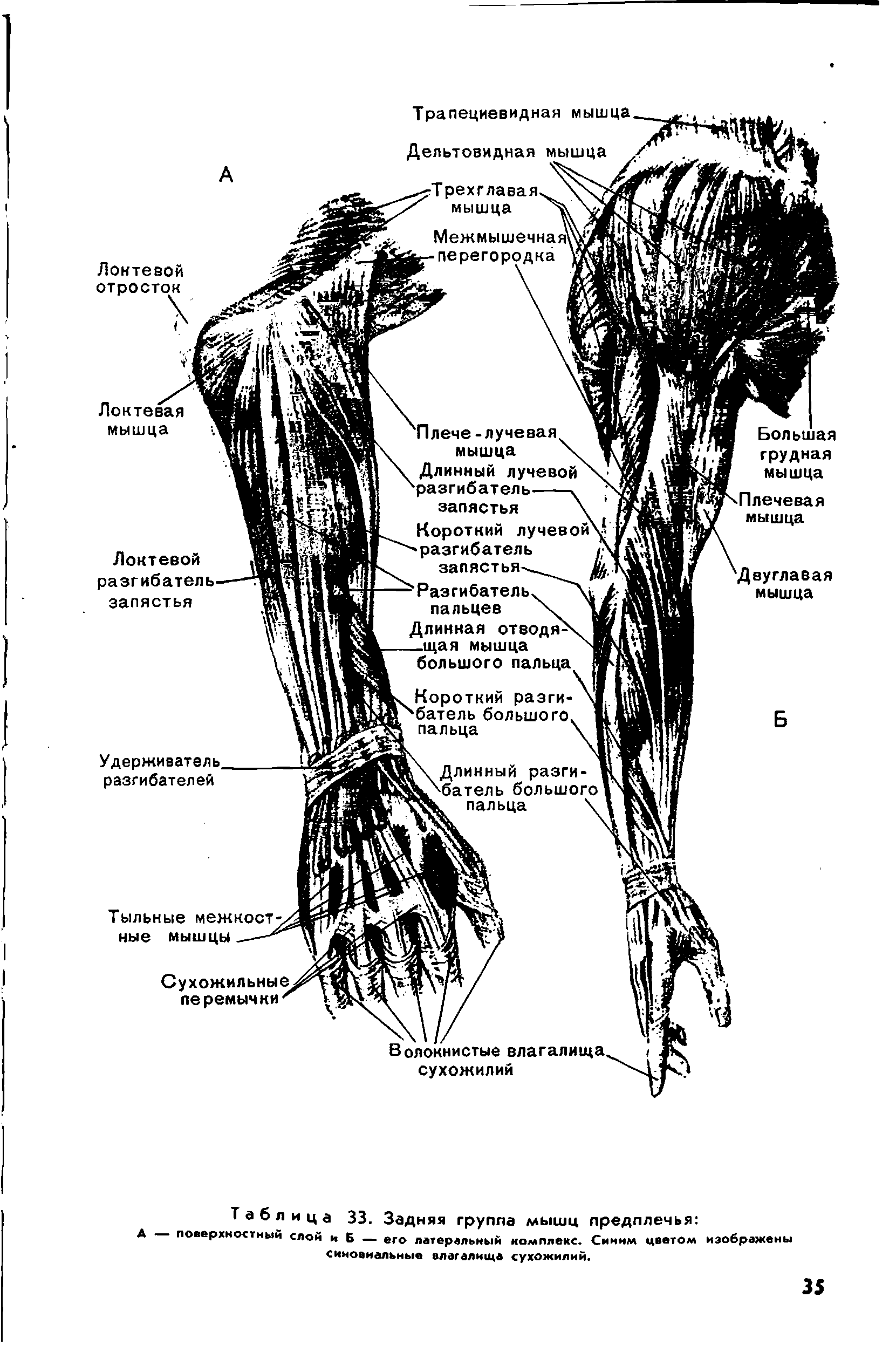 Таблица 33. Задняя группа мышц предплечья поверхностный слой и Б — его латеральный комплекс. Синим цветом изображены синовиальные влагалища сухожилий.