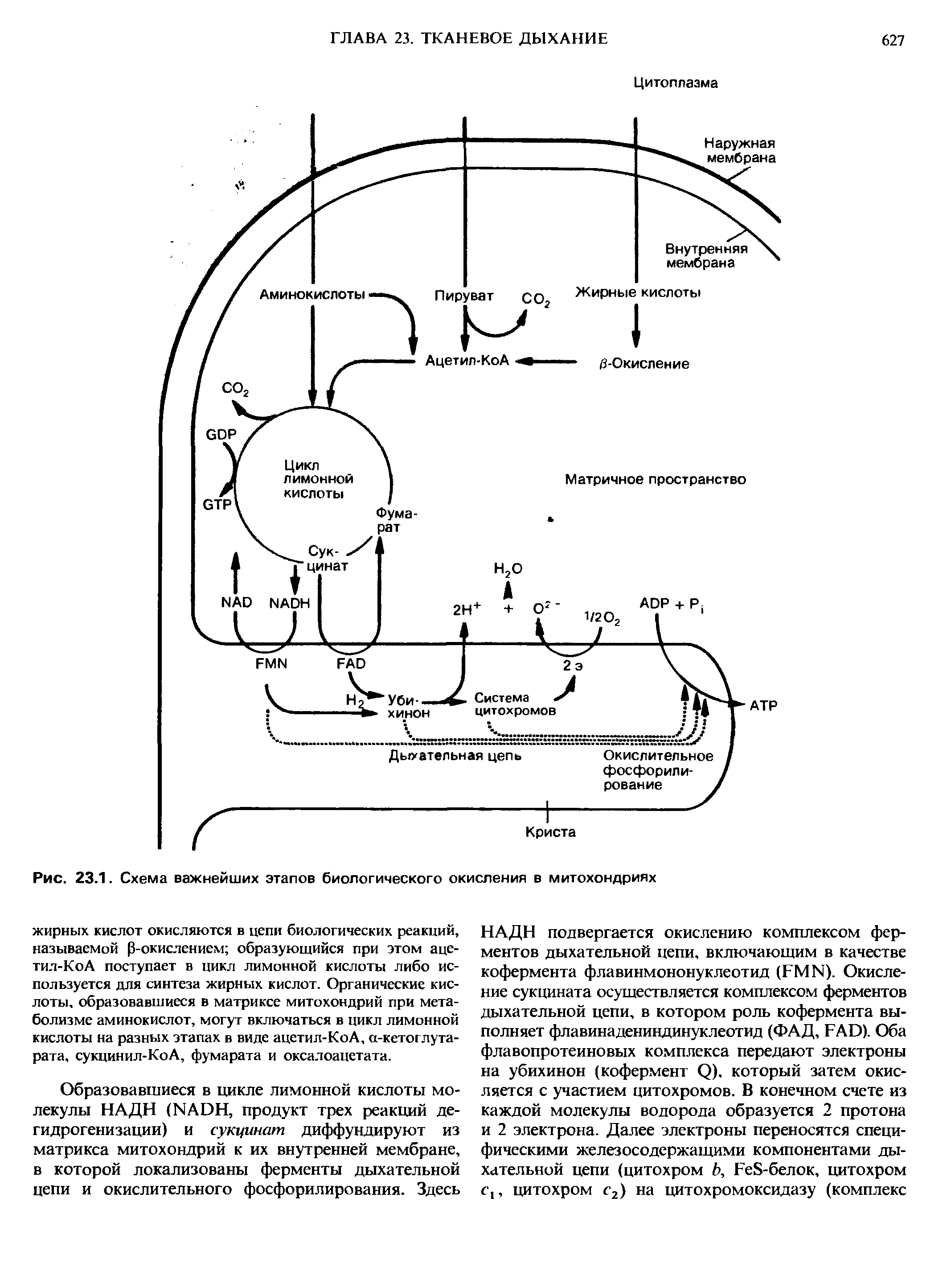 Рис. 23.1. Схема важнейших этапов биологического окисления в митохондриях...