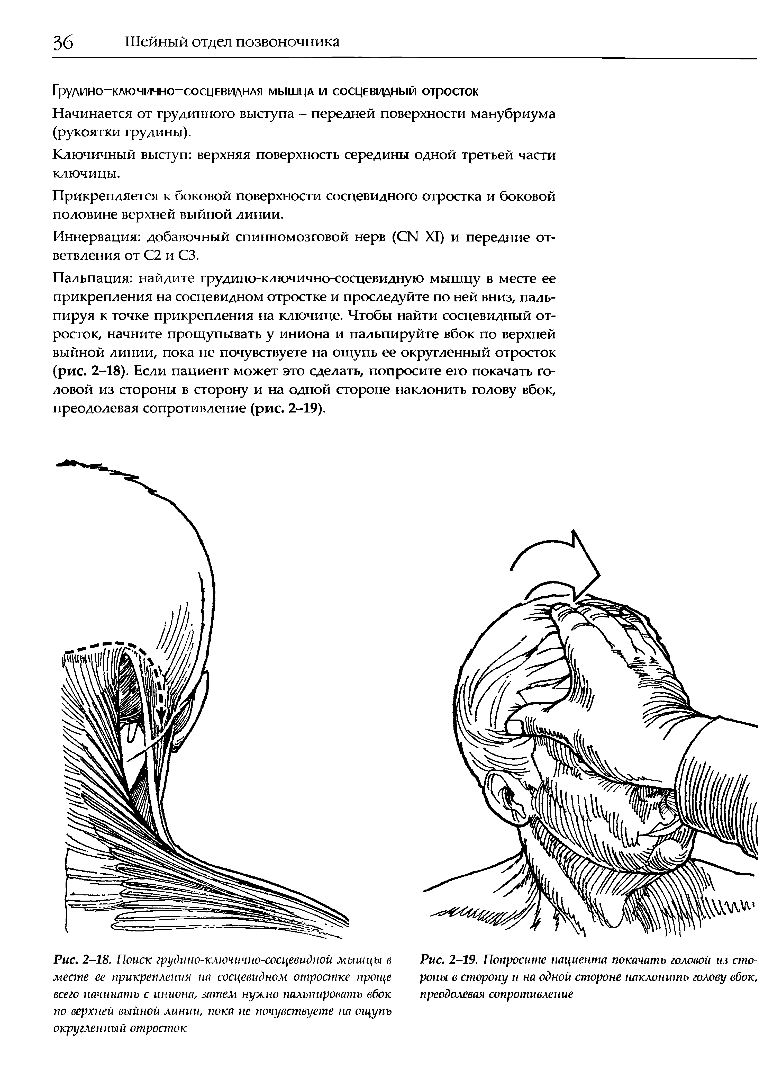 Рис. 2-18. Поиск грудино-ключично-сосцевидной мышцы в месте ее прикрепления на сосцевидном отростке проще всего начинать с иниона, затем нужно пальпировать вбок по верхней выйной линии, пока не почувствуете на ощупь округленный отросток...