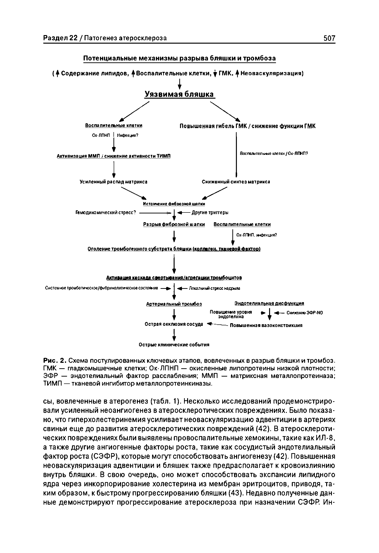 Рис. 2. Схема постулированных ключевых этапов, вовлеченных в разрыв бляшки и тромбоз. ГМК — гладкомышечные клетки Ок-ЛПНП — окисленные липопротеины низкой плотности ЭФР — эндотелиальный фактор расслабления ММП — матриксная металлопротеиназа ТИМП — тканевой ингибитор металлопротеинкиназы.