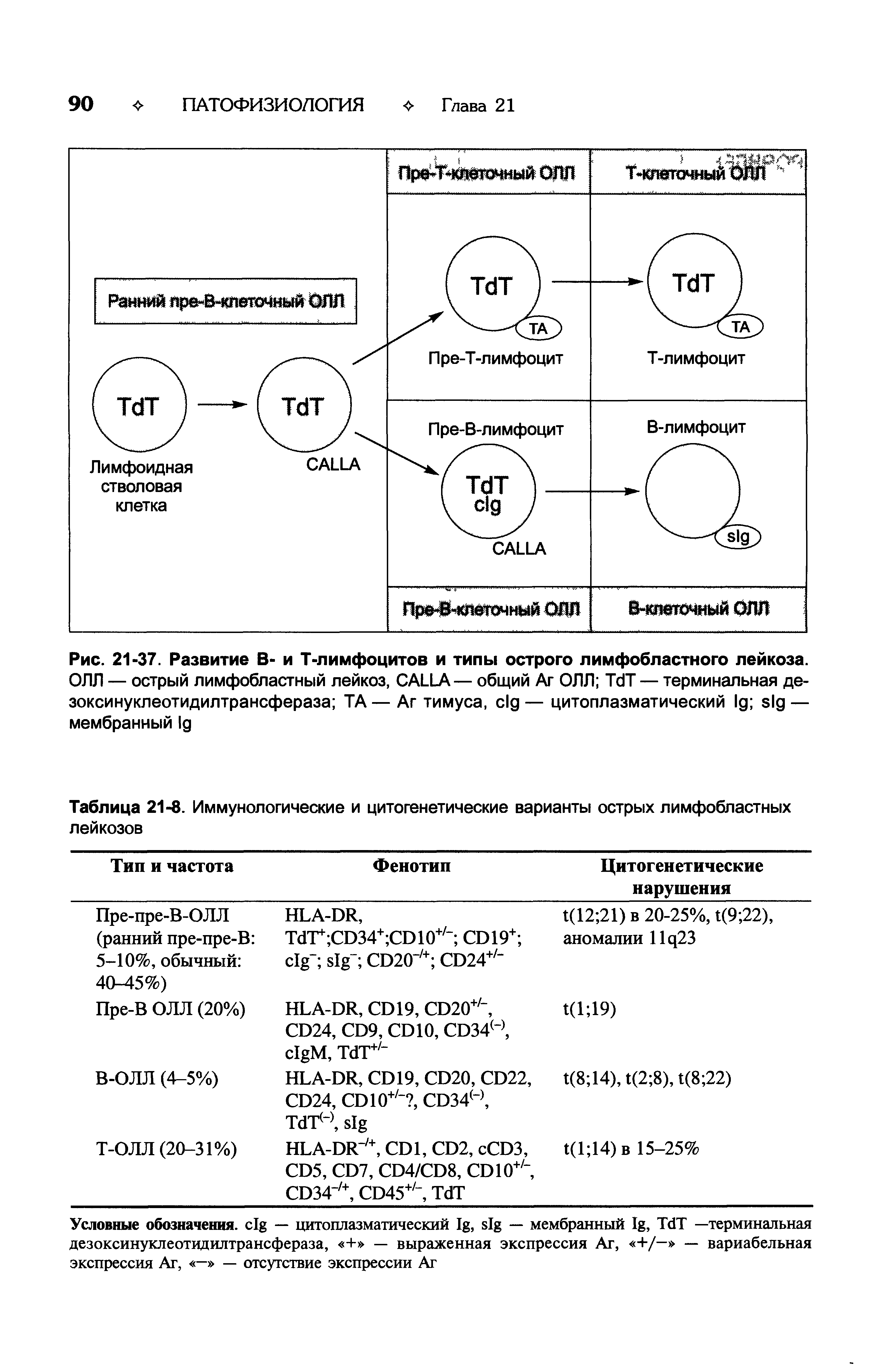Рис. 21-37. Развитие В- и Т-лимфоцитов и типы острого лимфобластного лейкоза. ОЛЛ — острый лимфобластный лейкоз, CALLA— общий Аг ОЛЛ T T — терминальная де-зоксинуклеотидилтрансфераза ТА — Аг тимуса, — цитоплазматический — мембранный ...