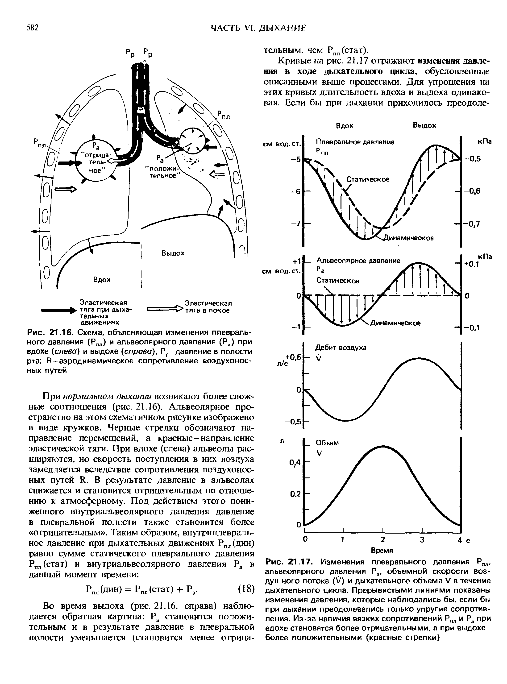Рис. 21.16. Схема, объясняющая изменения плеврального давления (Рпл) и альвеолярного давления (Ра) при вдохе (слева) и выдохе (справа), Рр давление в полости рта И-аэродинамическое сопротивление воздухоносных путей...
