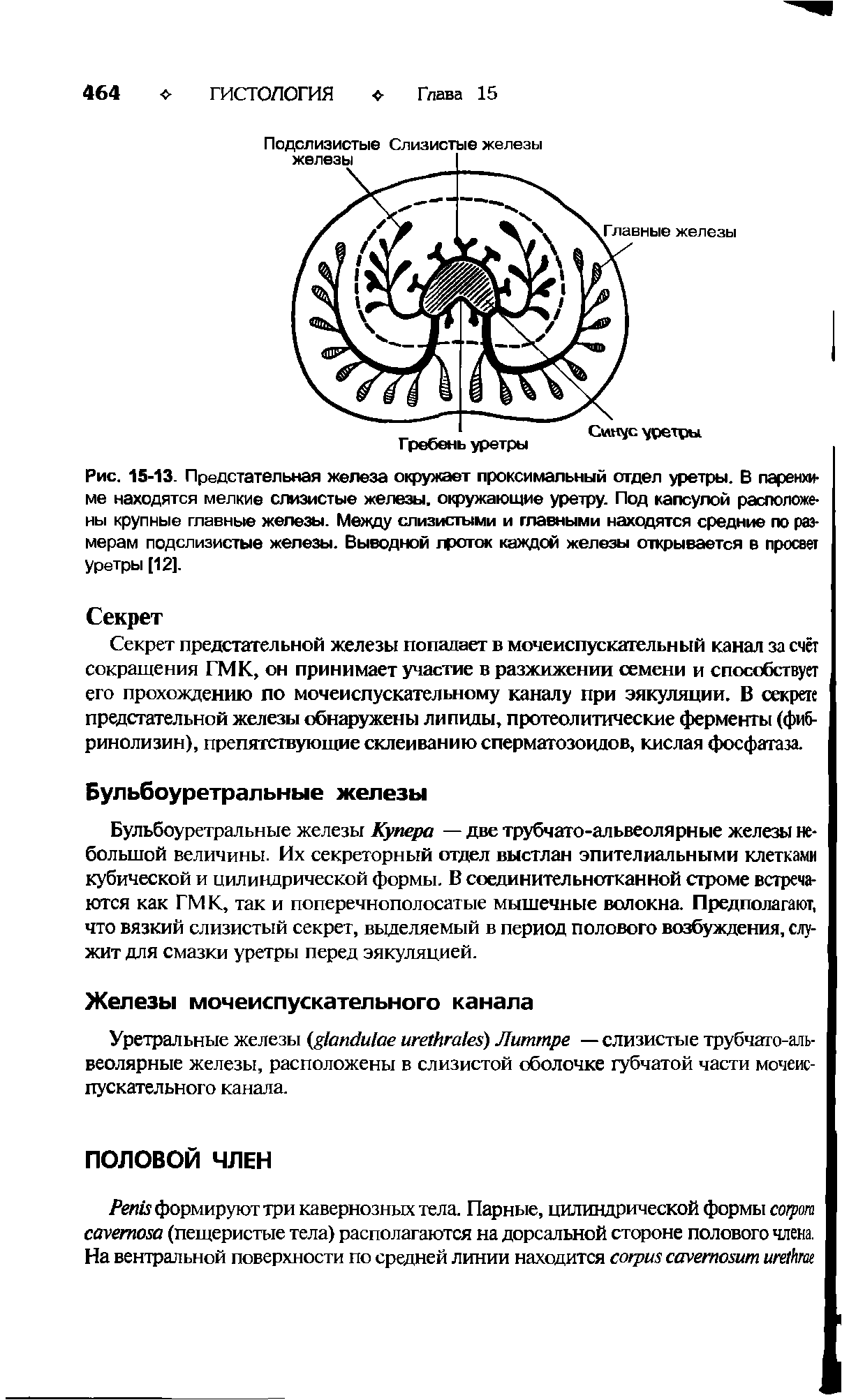 Рис. 15-13. Предстательная железа окружает проксимальный отдел уретры. В паренхиме находятся мелкие слизистые железы, окружающие уретру. Под капсулой расположены крупные главные железы. Между слизистыми и главными находятся средние по размерам подслизистые железы. Выводной проток каждой железы открывается в просеет Уретры [12].