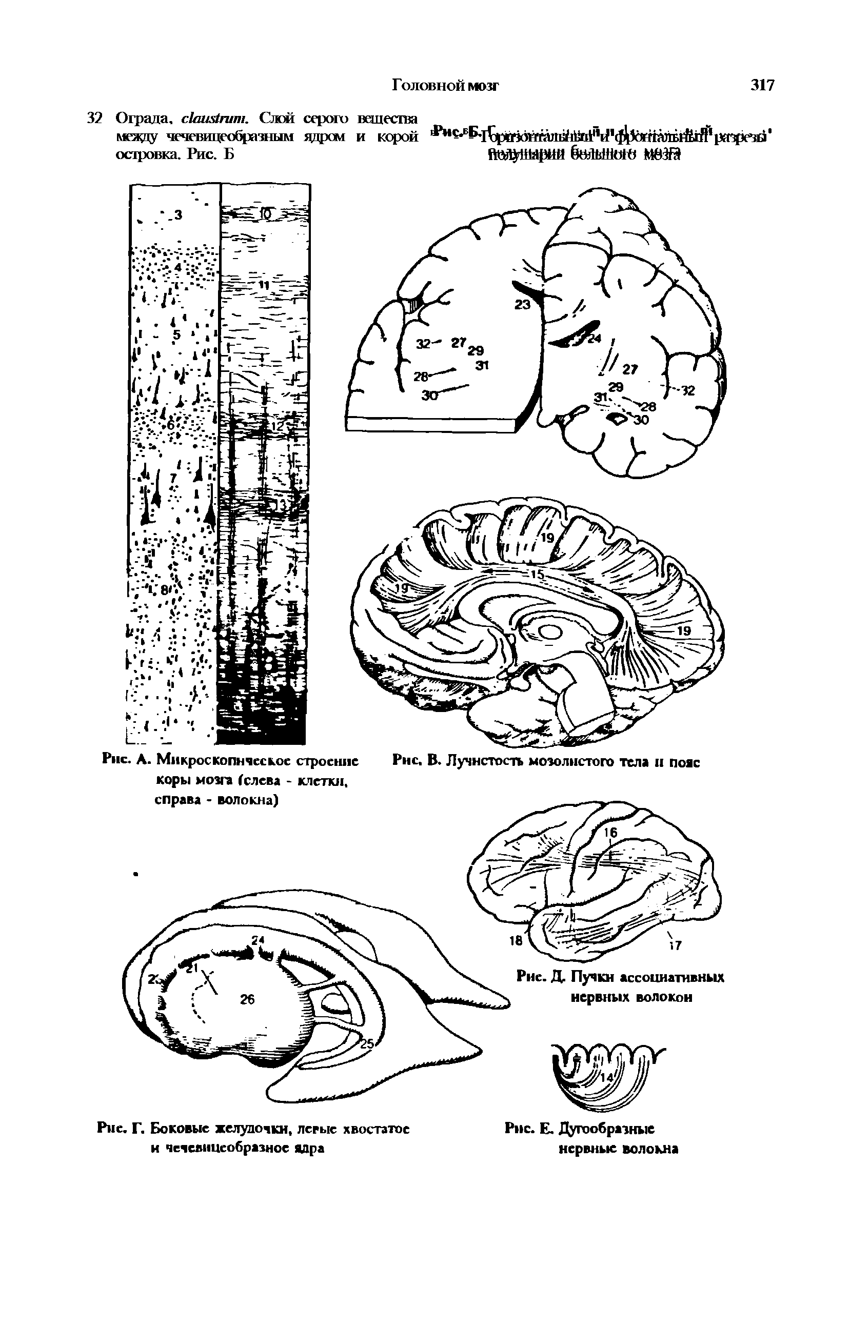 Рис. А. Микроскопическое строение Рис. В. Лучистость мозолистого тел и коры мозга (слева - клетки.