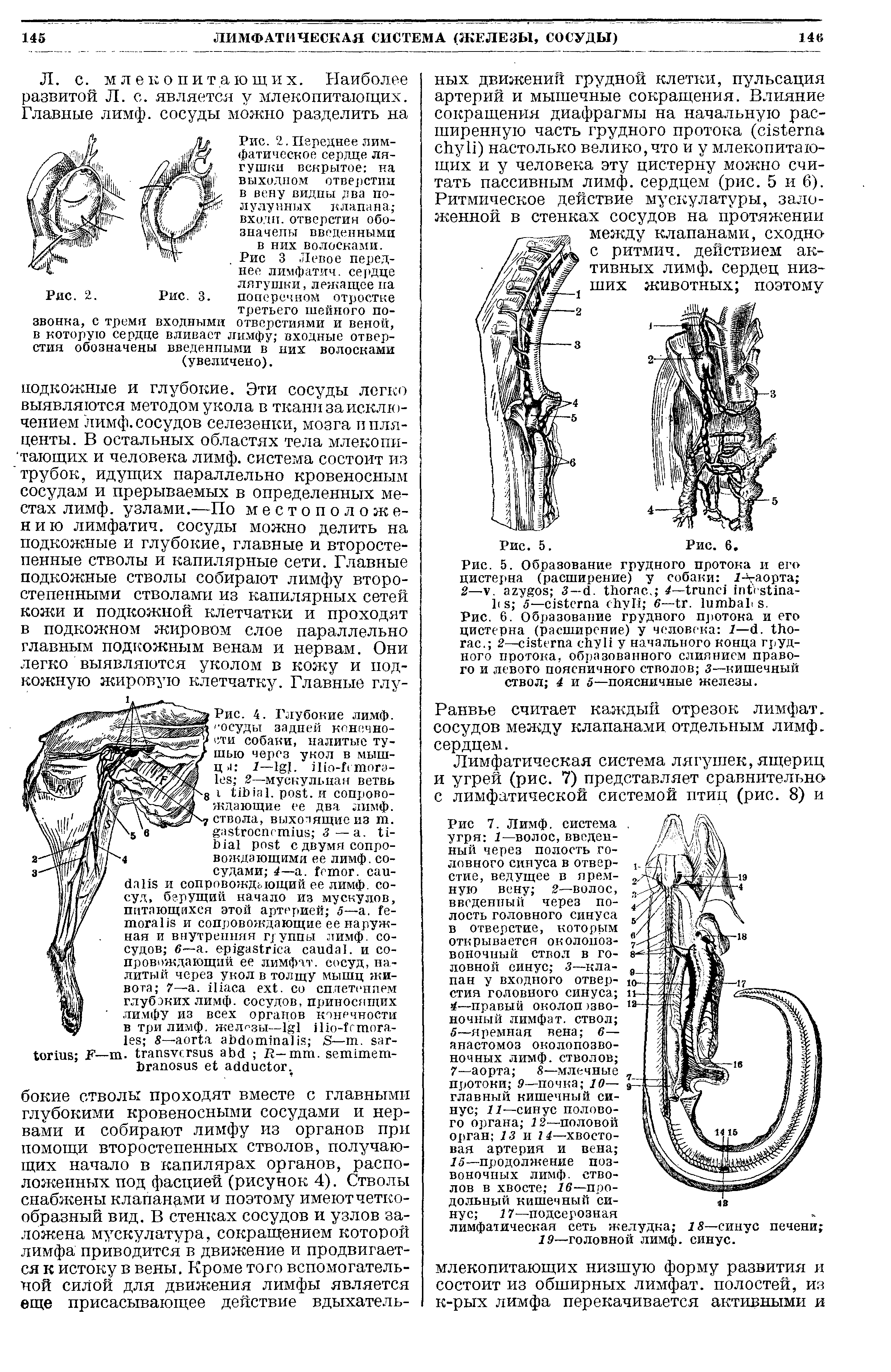 Рис. 6. Образование грудного протока и его цистерна (расширение) у человека 1— . . 2— у начального конца грудного протока, образованного слиянием правого и левого поясничного стволов 3—кишечный ствол 4 и 5—поясничные железы.