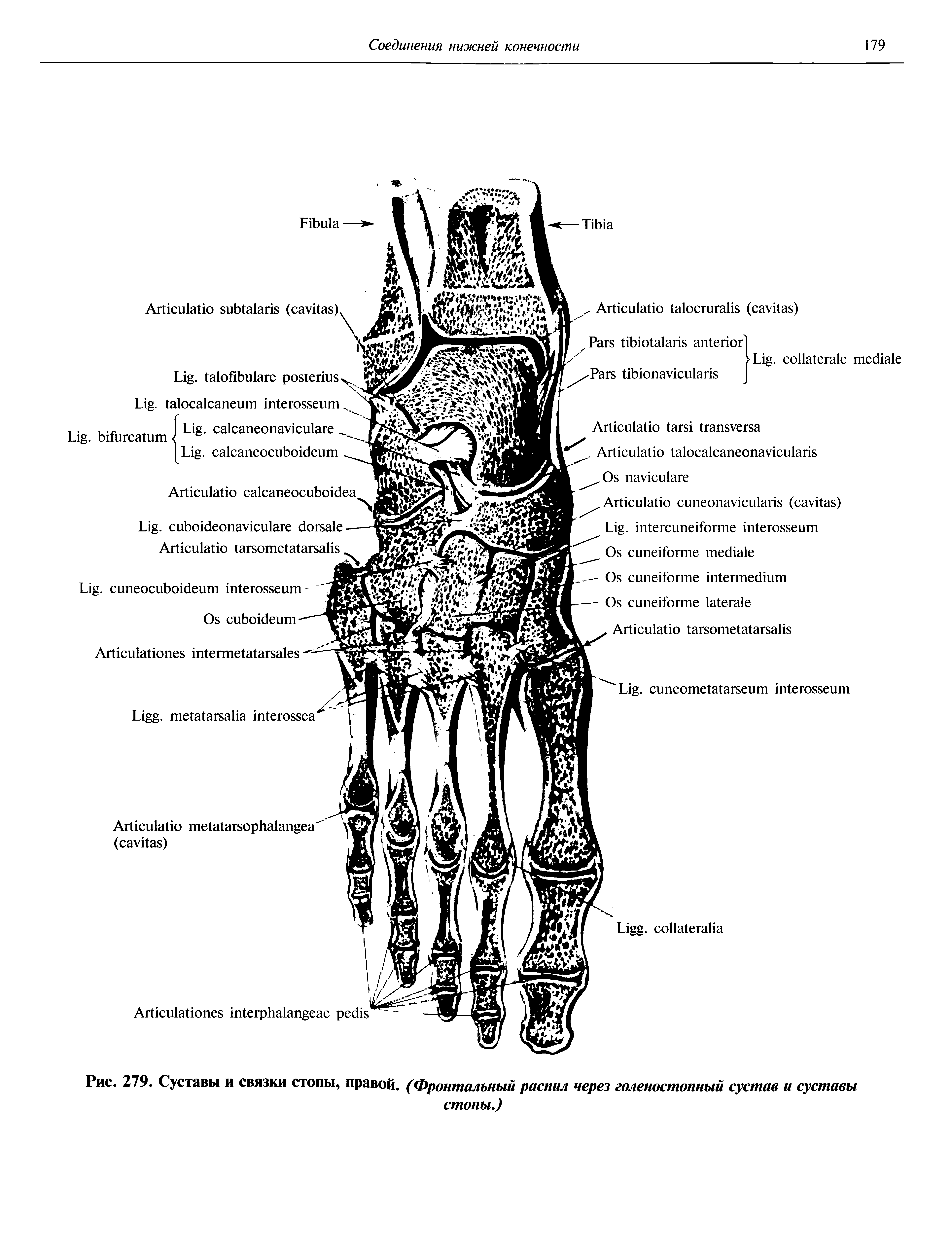 Рис. 279. Суставы и связки стопы, правой. (Фронтальный распил через голеностопный сустав и суставы стопы.)...