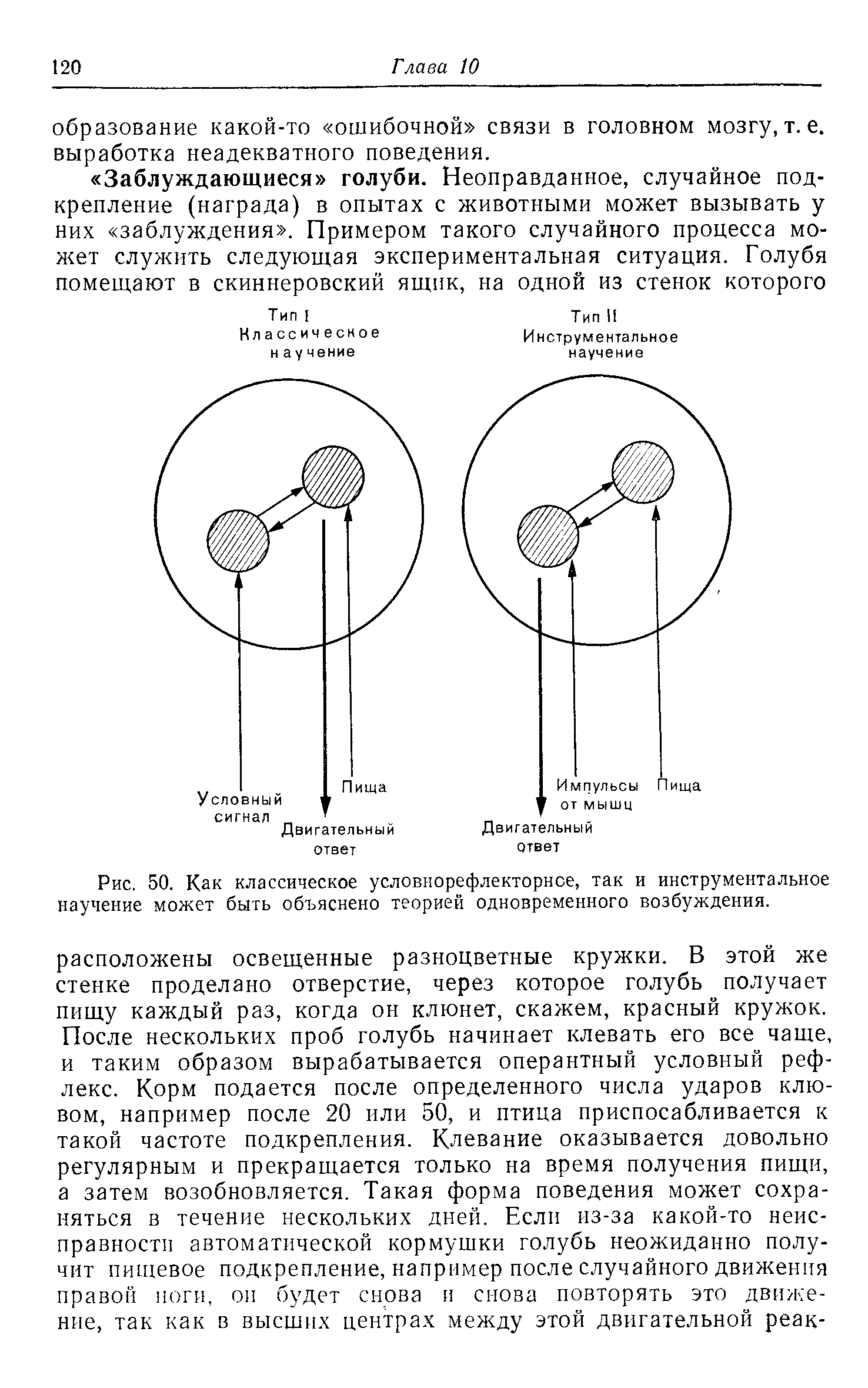 Рис. 50. Как классическое условнорефлекторнсе, так и инструментальное научение может быть объяснено теорией одновременного возбуждения.