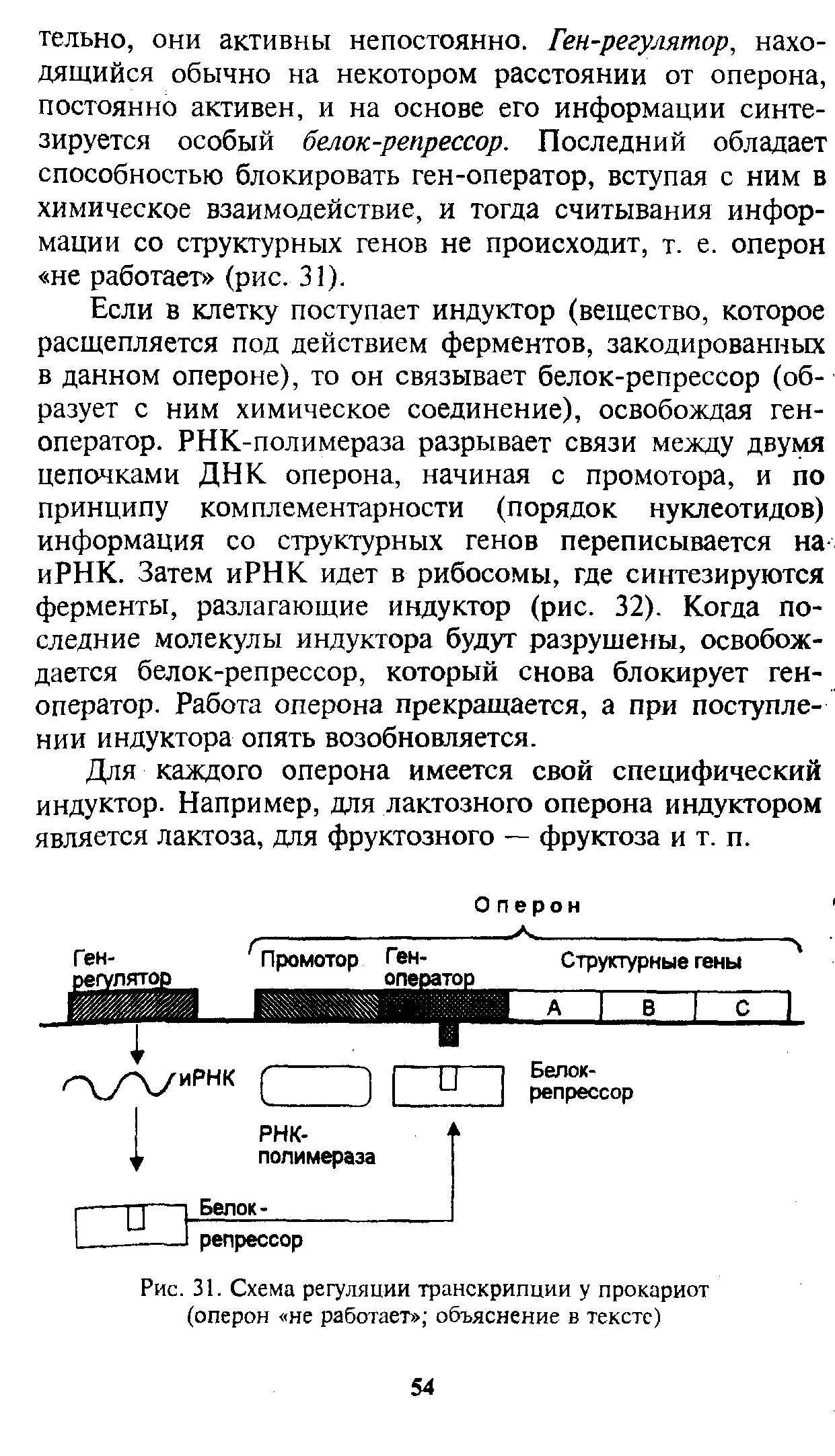 Рис. 31. Схема регуляции транскрипции у прокариот (оперон не работает объяснение в тексте)...