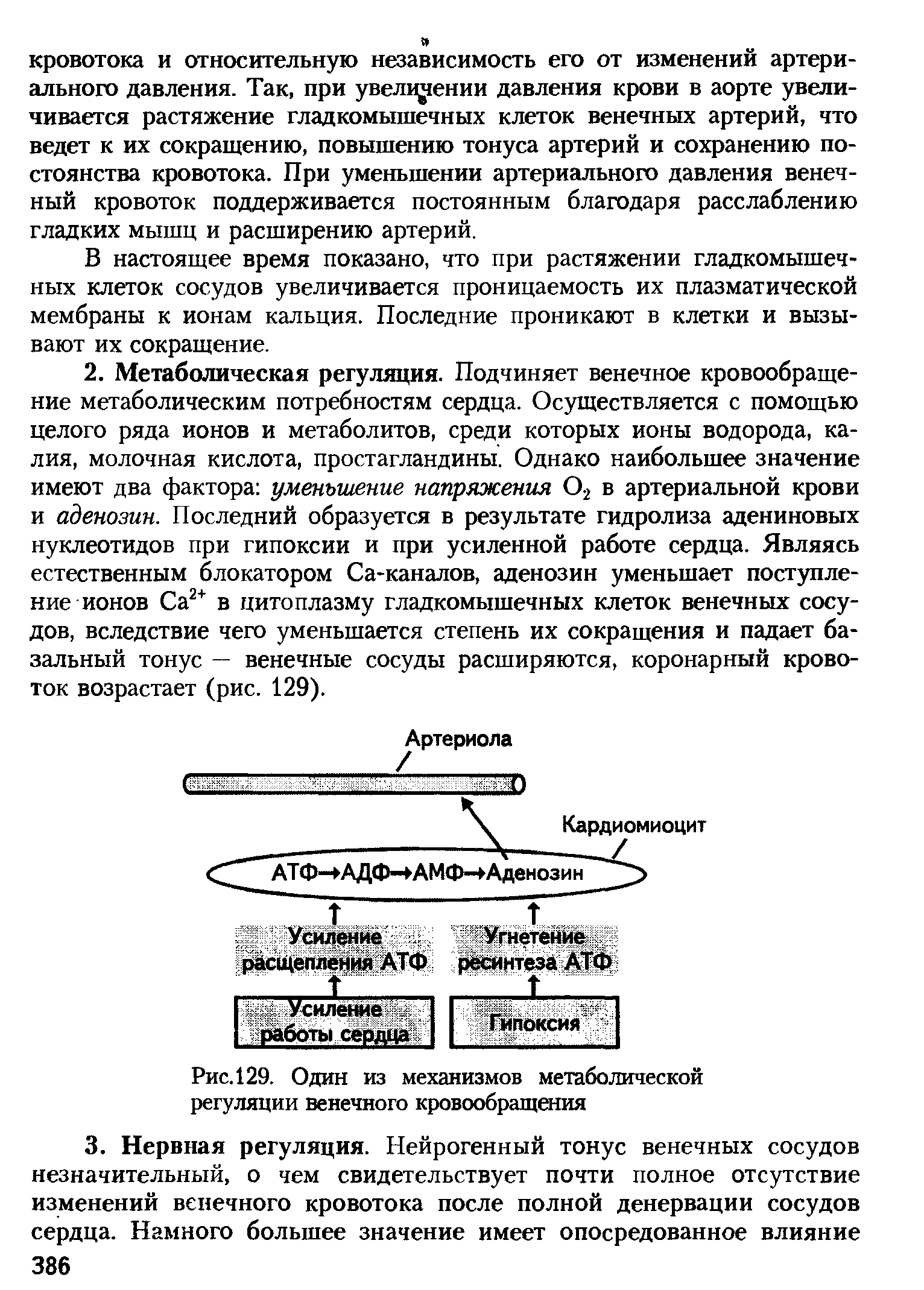 Рис. 129. Один из механизмов метаболической регуляции венечного кровообращения...