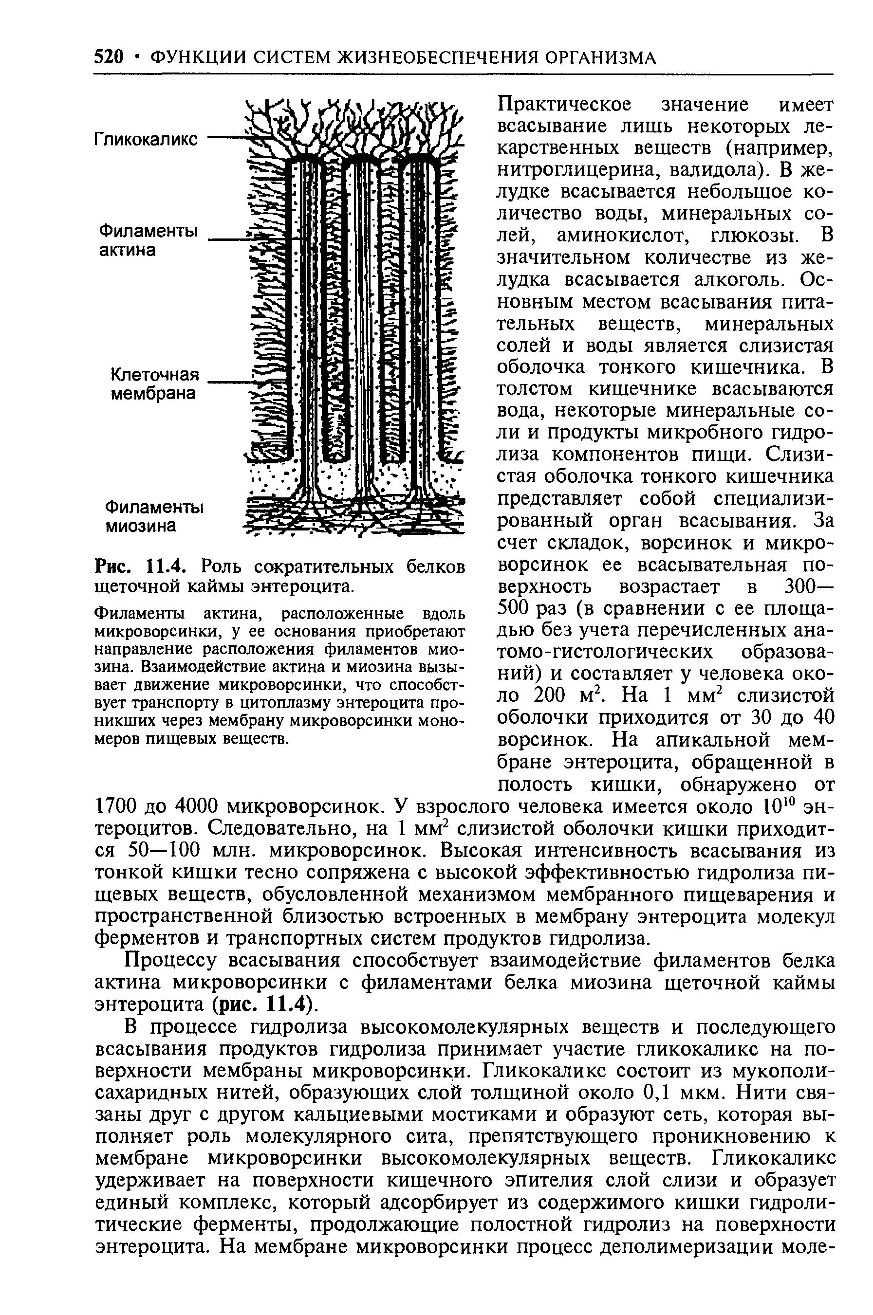 Рис. 11.4. Роль сократительных белков щеточной каймы энтероцита.