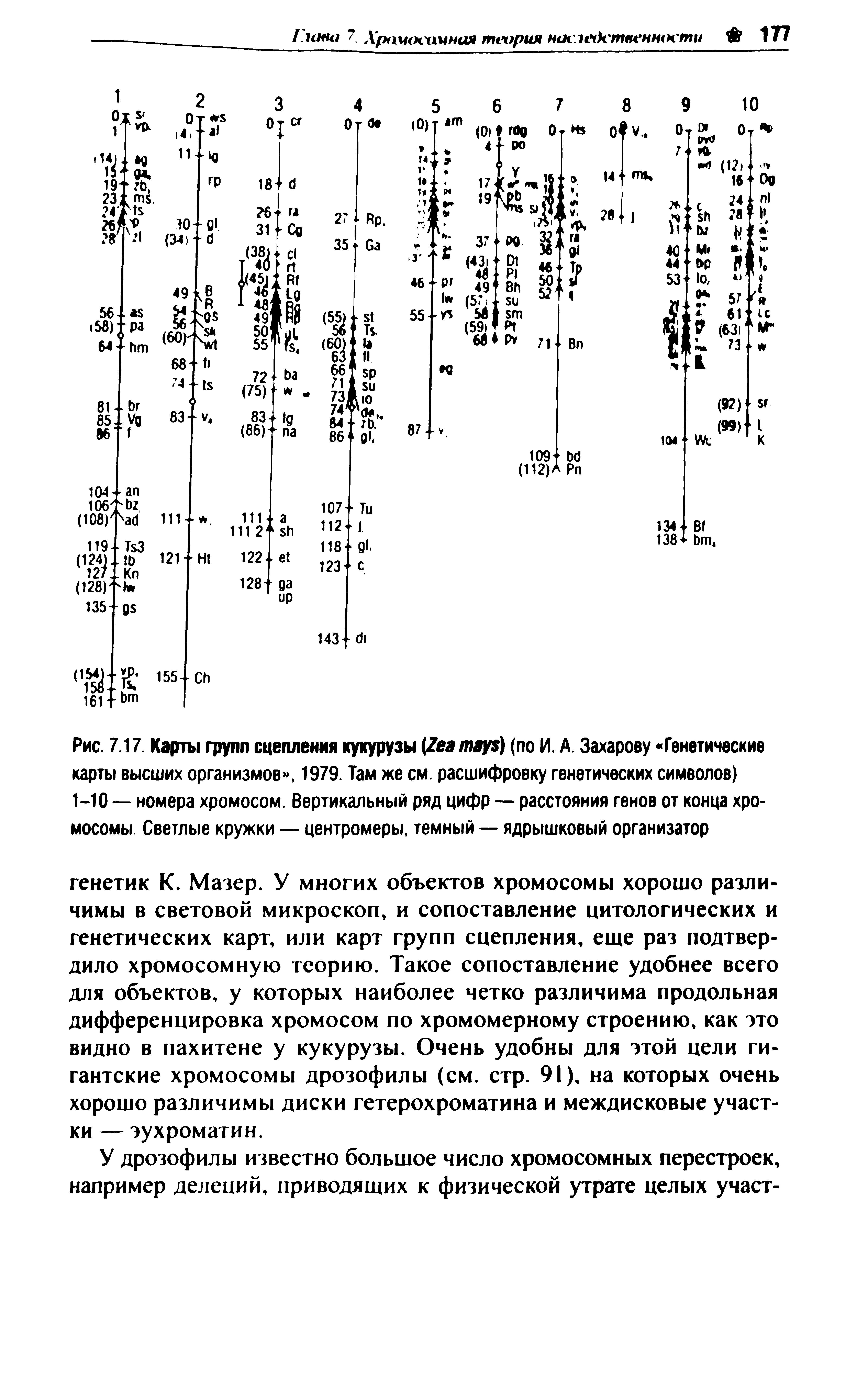 Рис. 7.17. Карты групп сцепления кукурузы (Z ) (по И. А. Захарову Генетические карты высших организмов , 1979. Там же см. расшифровку генетических символов) 1-10 — номера хромосом. Вертикальный ряд цифр — расстояния генов от конца хромосомы Светлые кружки — центромеры, темный — ядрышковый организатор...