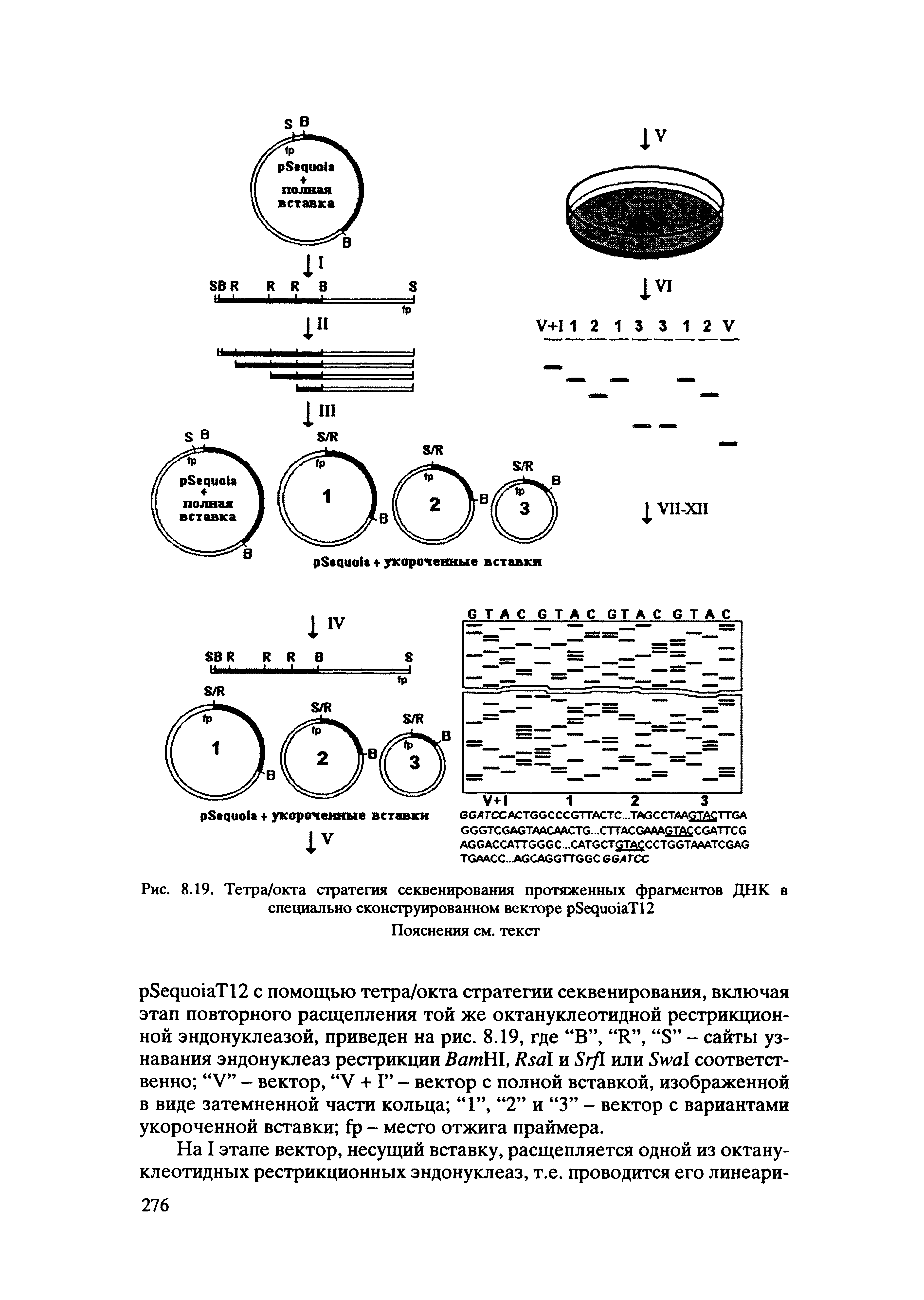 Рис. 8.19. Тетра/окта стратегия секвенирования протяженных фрагментов ДНК в специально сконструированном векторе р8ецио1аТ12...