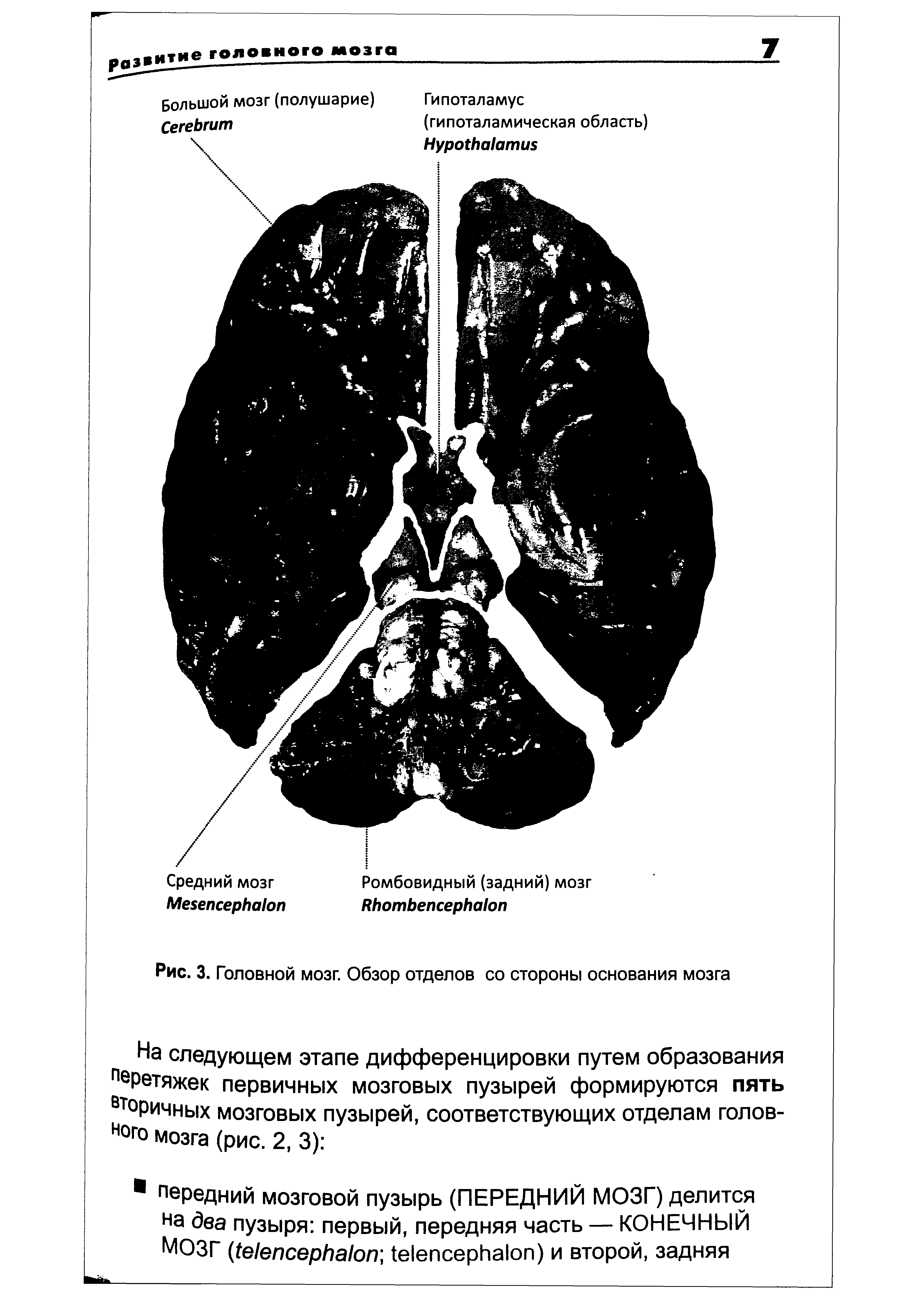 Рис. 3. Головной мозг. Обзор отделов со стороны основания мозга...