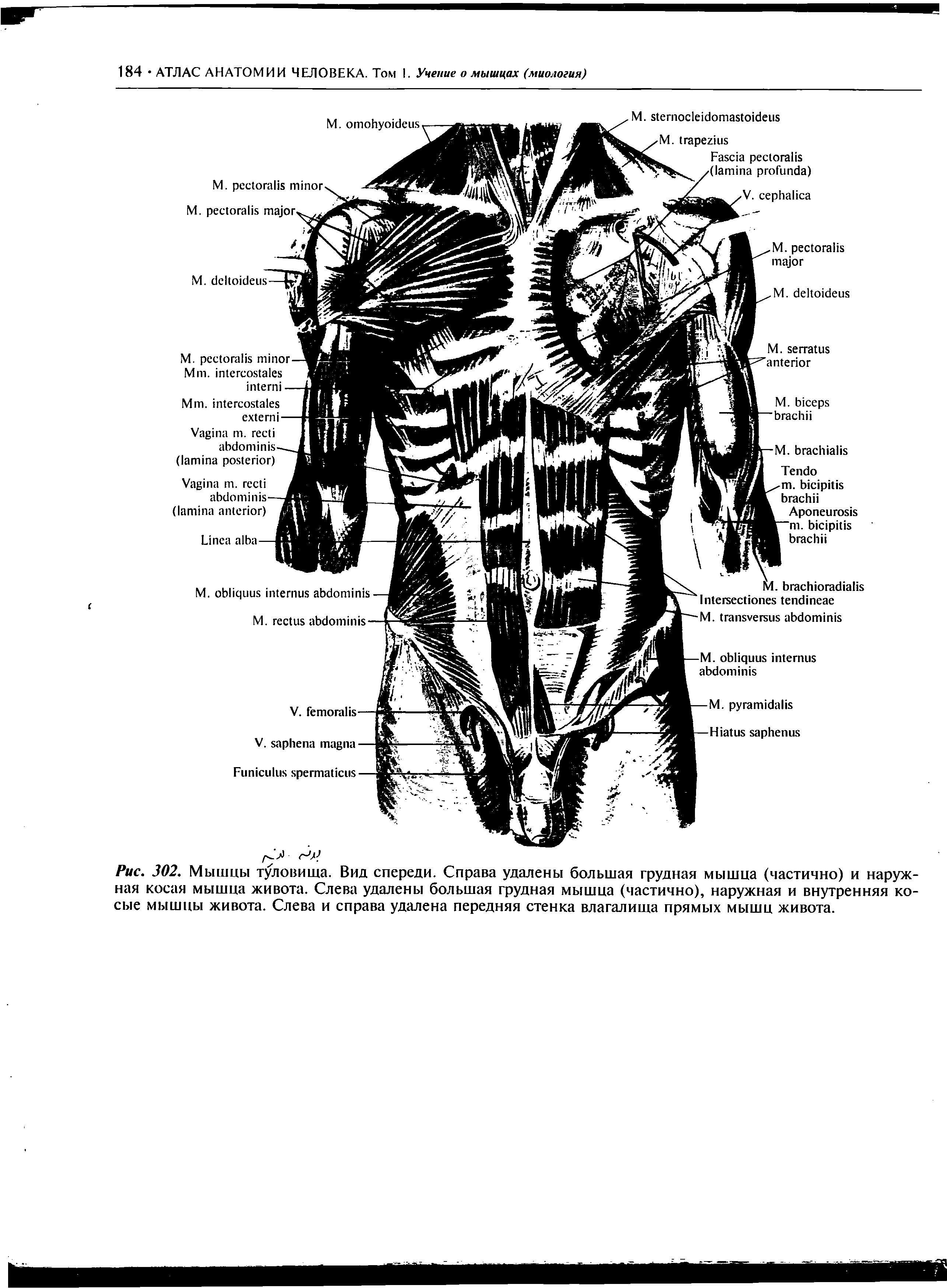 Рис. 302. Мышцы туловища. Вид спереди. Справа удалены большая...