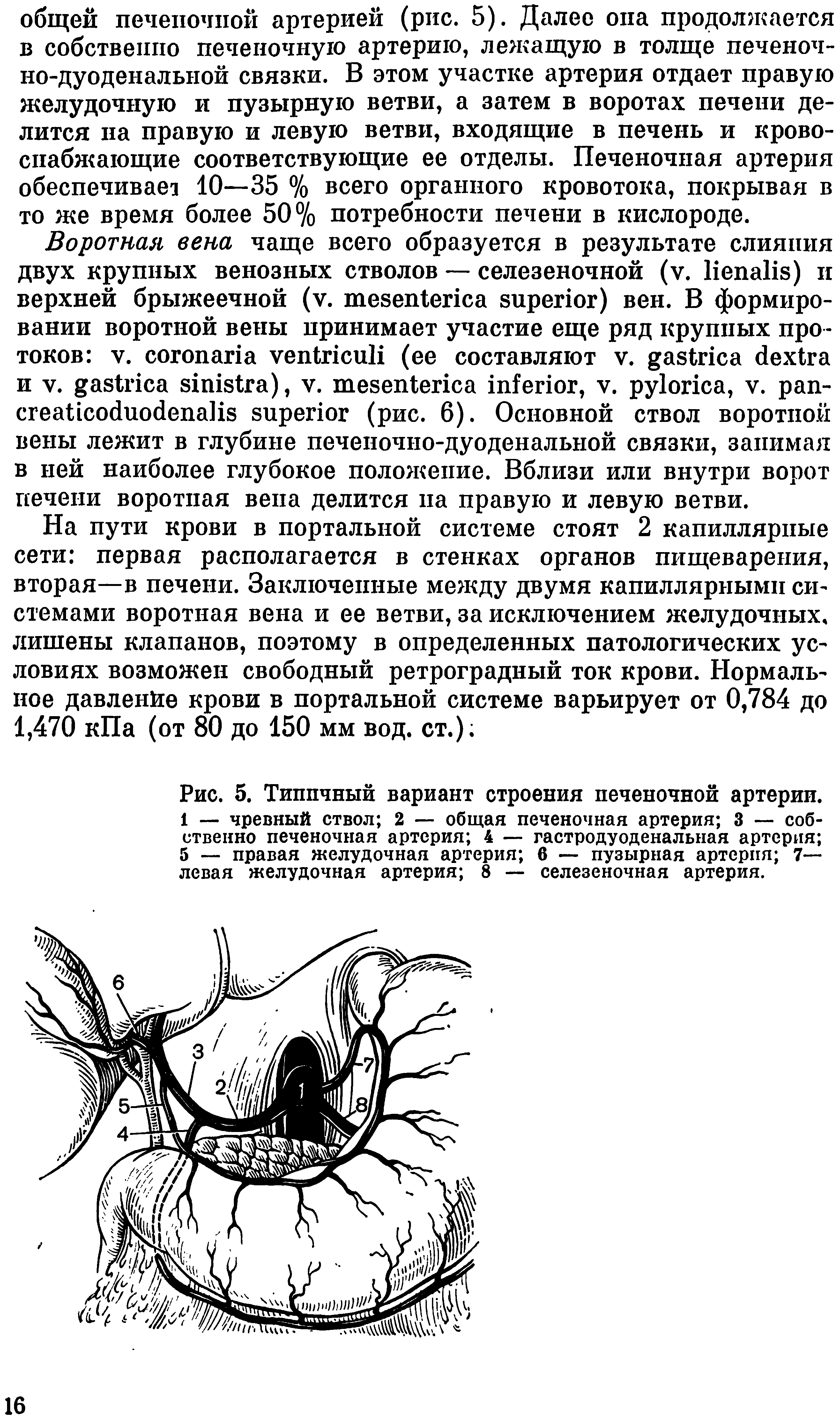 Рис. 5. Типичный вариант строения печеночной артерии. 1 — чревный ствол 2 — общая печеночная артерия 3 — собственно печеночная артерия 4 — гастродуоденальная артерия 5 — правая желудочная артерия 6 — пузырная артерия 7— левая желудочная артерия 8 — селезеночная артерия.