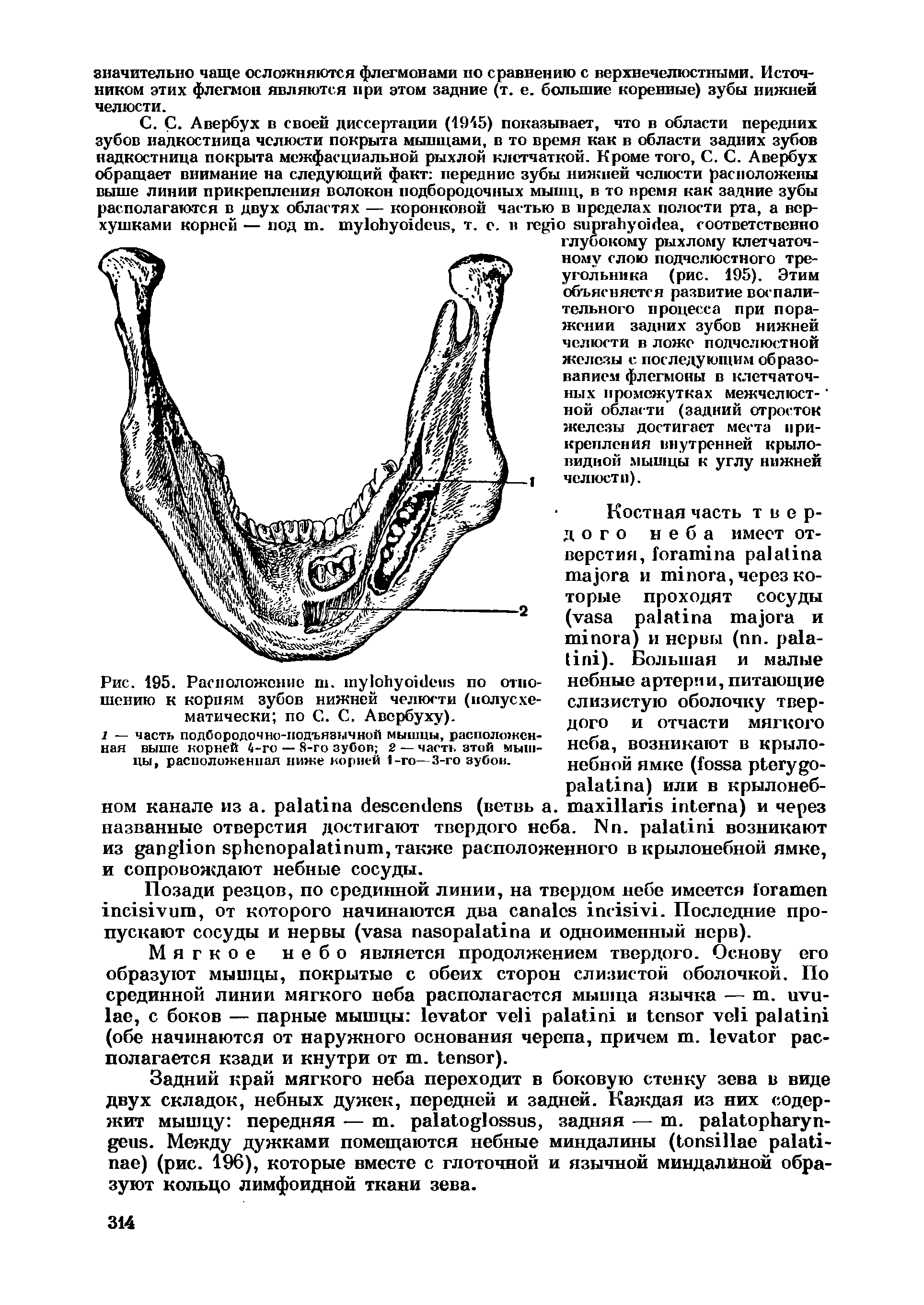Рис. 195. Расположение ш. по отношению к корням зубов нижней челюсти (иолусхе-матически по С. С. Авербуху).
