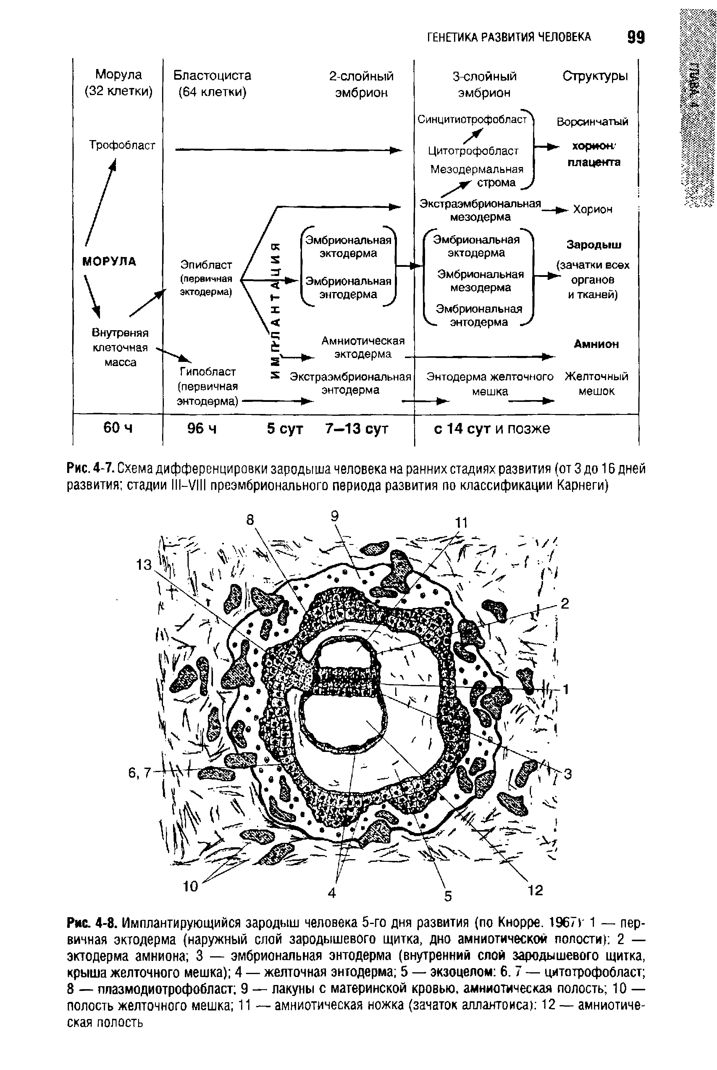 Рис. 4-7. Схема дифференцировки зародыша человека на ранних стадиях развития (от 3 до 16 дней развития стадии 111-У1Н преэмбрионального периода развития по классификации Карнеги)...