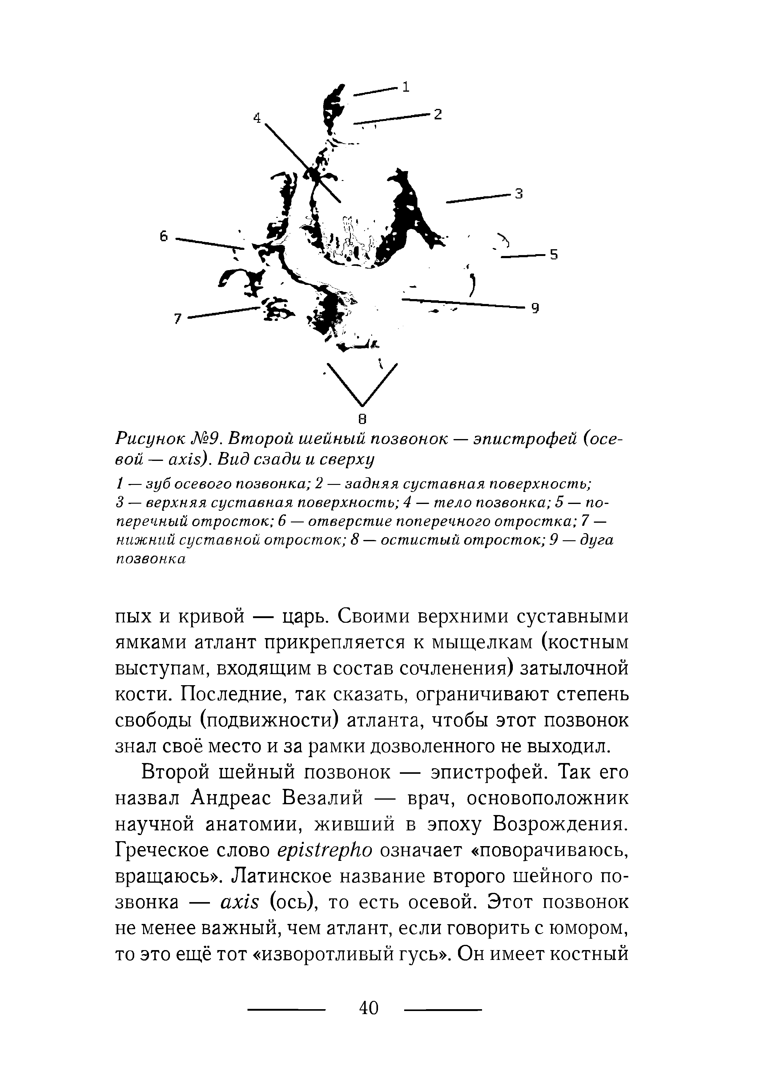 Рисунок №9. Второй шейный позвонок — эпистрофей (осевой — ). Вид сзади и сверху...