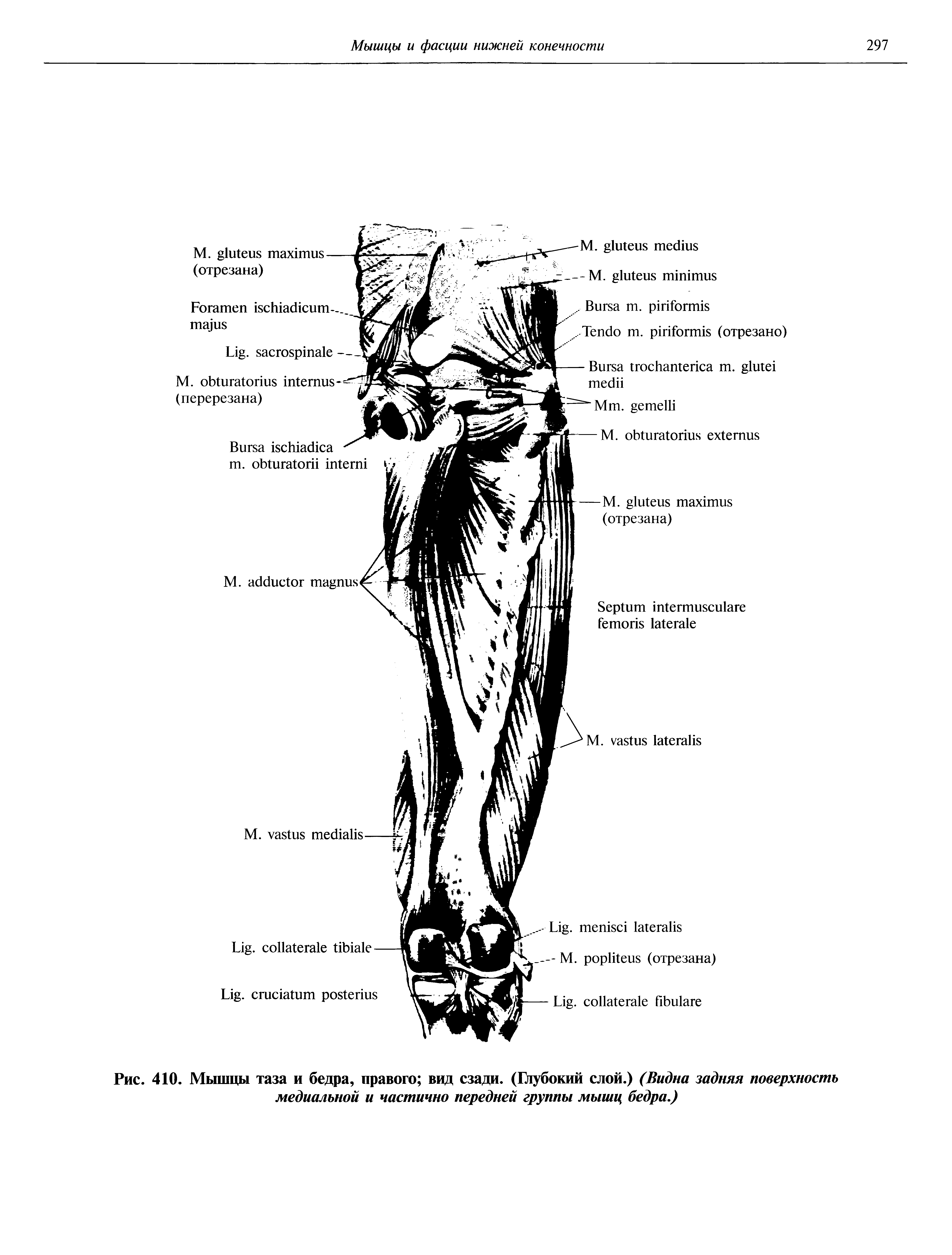 Рис. 410. Мышцы таза и бедра, правого вид сзади. (Глубокий слой.) (Видна задняя поверхность медиальной и частично передней группы мышц бедра.)...