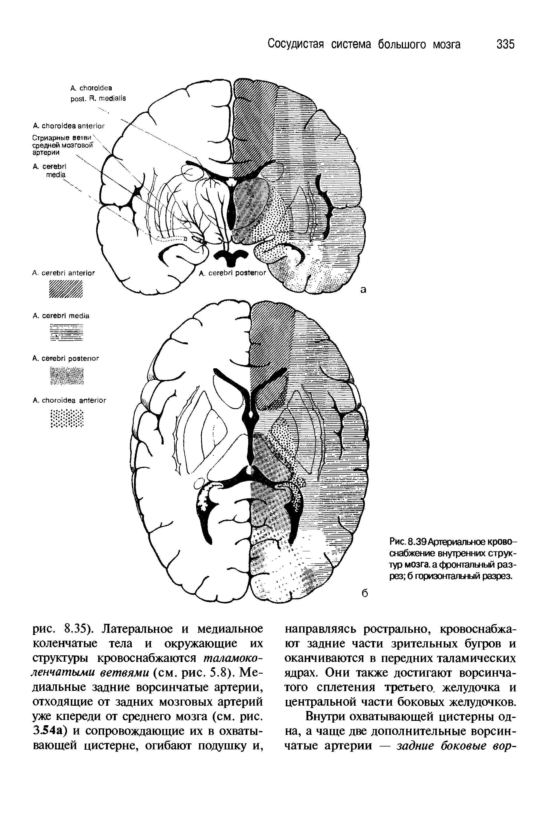 Рис. 8.39 Артериальное кровоснабжение внутренних структур мозга, а фронтальный разрез б горизонтальный разрез.