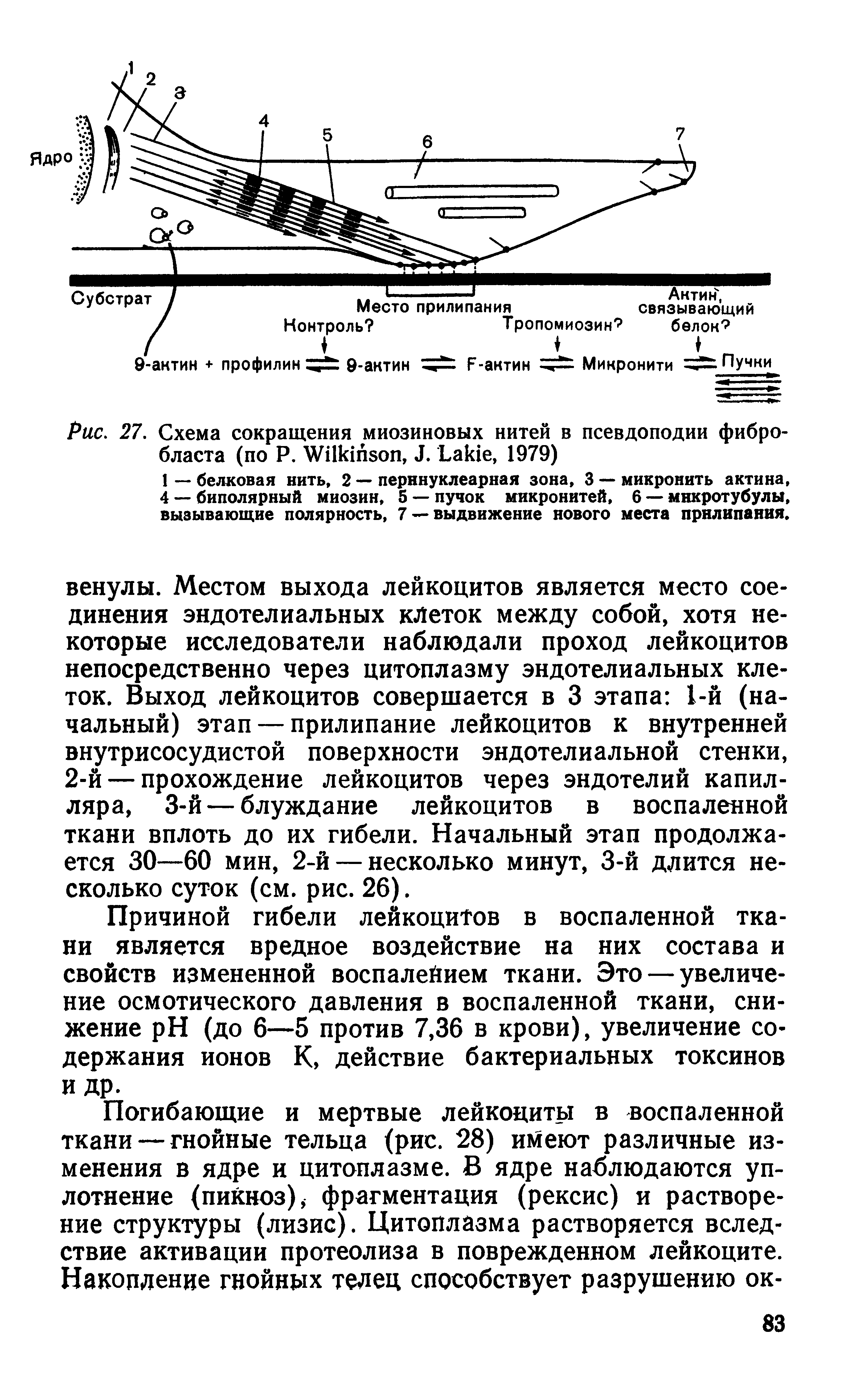 Рис. 27. Схема сокращения миозиновых нитей в псевдоподии фибробласта (по Р. W , J. L , 1979)...