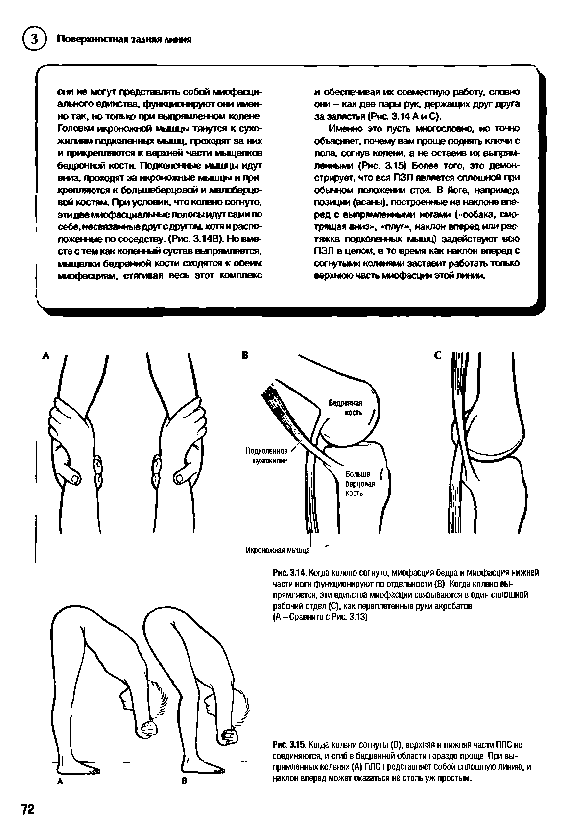 Рис. 3.14. Когда колено согнуто, миофасция бедра и миофасция нижней части ноги функционируют по отдельности (В) Когда колено выпрямляется, эти единства миофасции связываются в один сплошной рабочий отдел (С), как переплетенные руки акробатов...