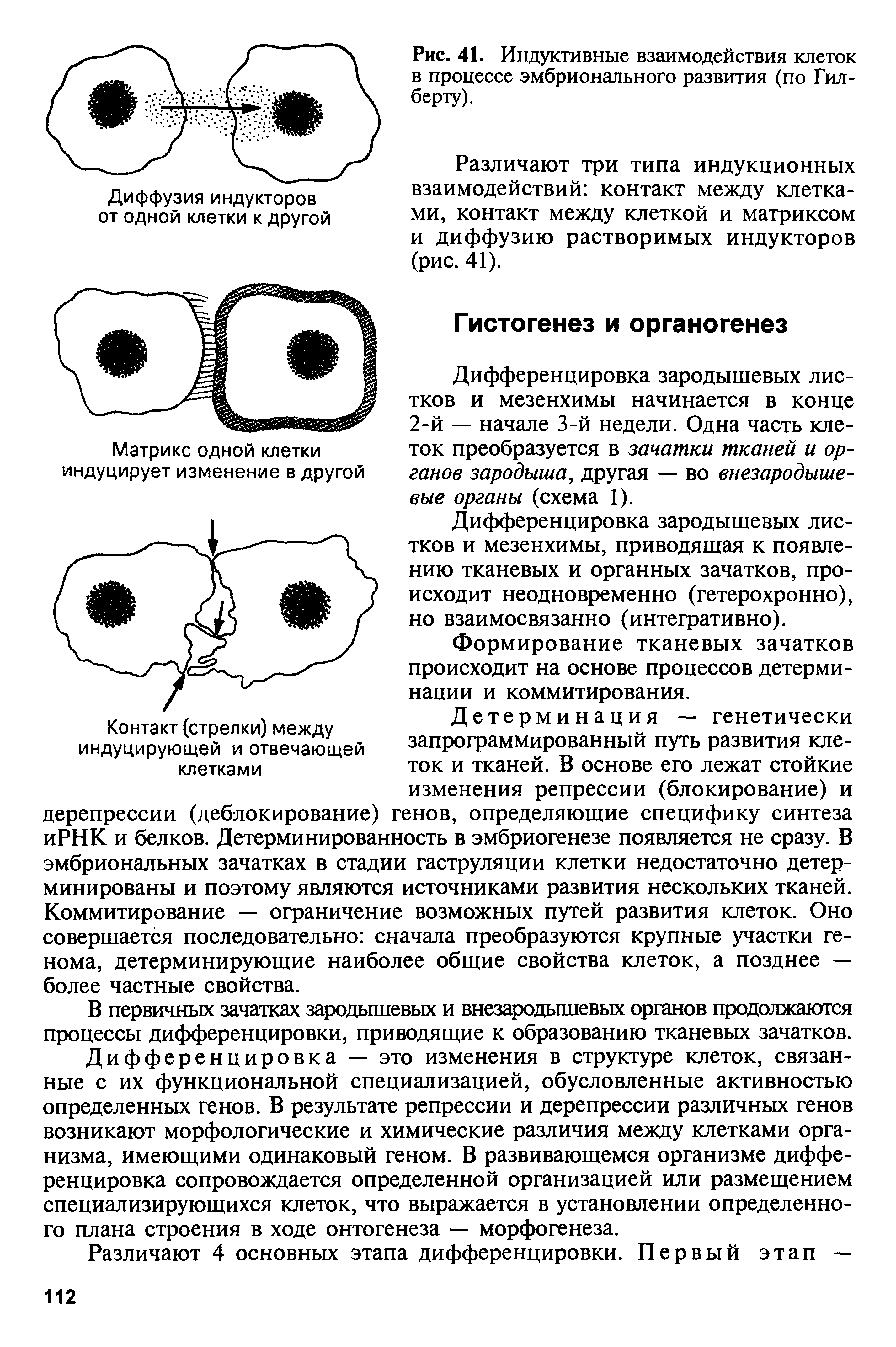 Рис. 41. Индуктивные взаимодействия клеток в процессе эмбрионального развития (по Гилберту).