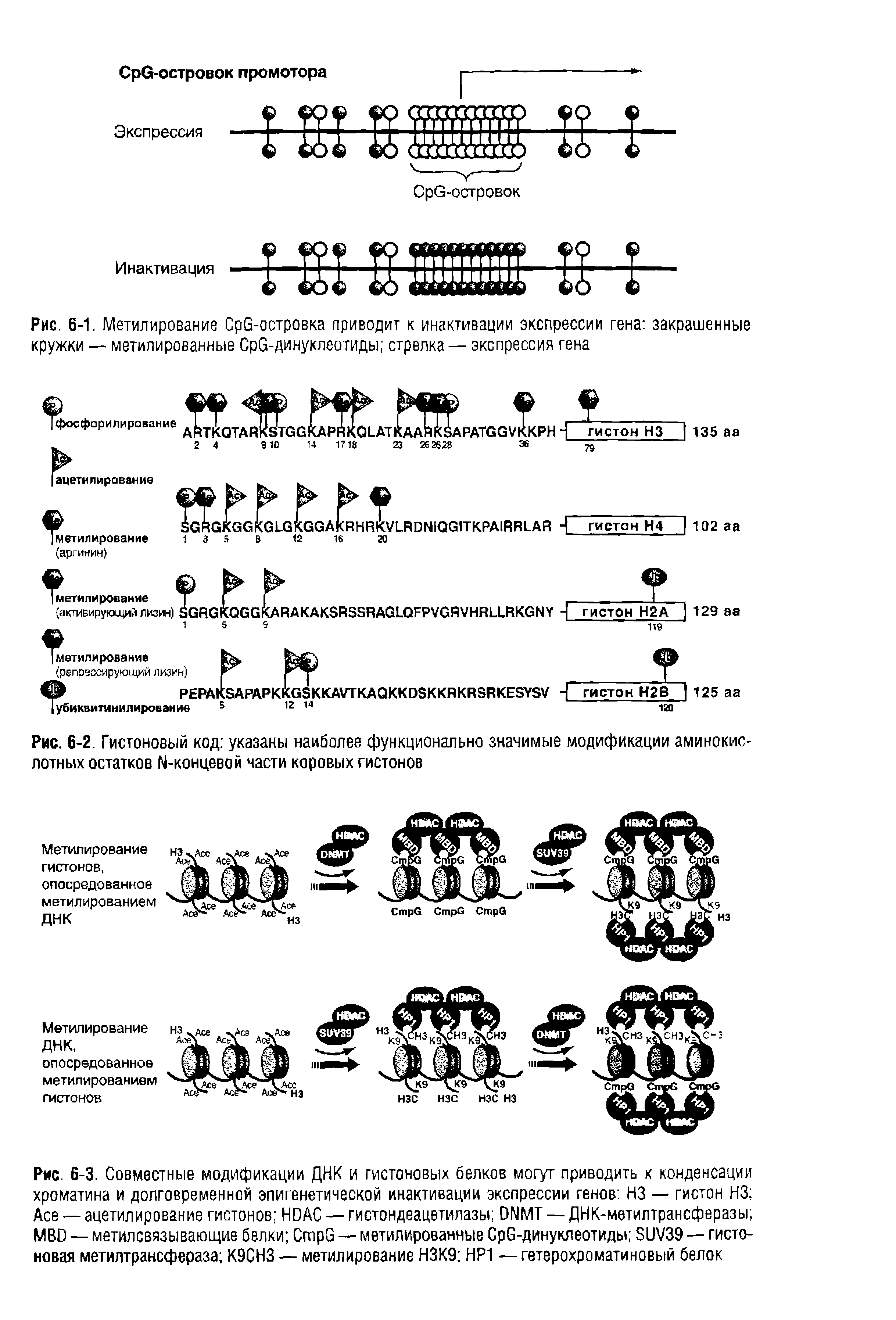 Рис. 6-2. Гистоновый код указаны наиболее функционально значимые модификации аминокислотных остатков И-концевой части коровых гистонов...
