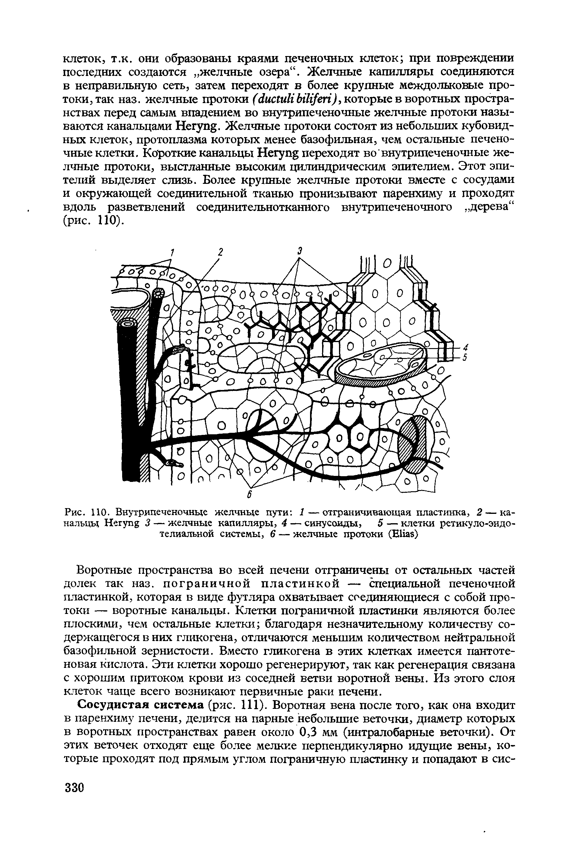 Рис. 110. Внутрипеченочные желчные пути 1—отграничивающая пластинка, 2 — канальцы H 3 — желчные капилляры, 4 — синусоиды, 5 — клетки ретикуло-эндо-телиальной системы, 6 — желчные протоки (E )...