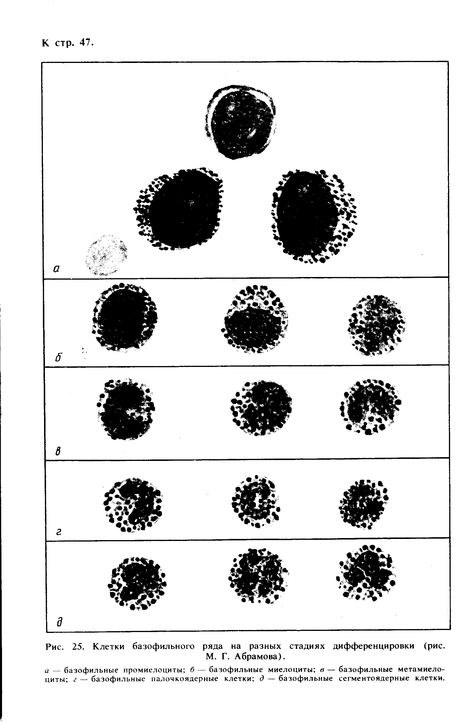 Рис. 25. Клетки базофильного ряда на разных стадиях дифференцировки (рис. М. Г. Абрамова).