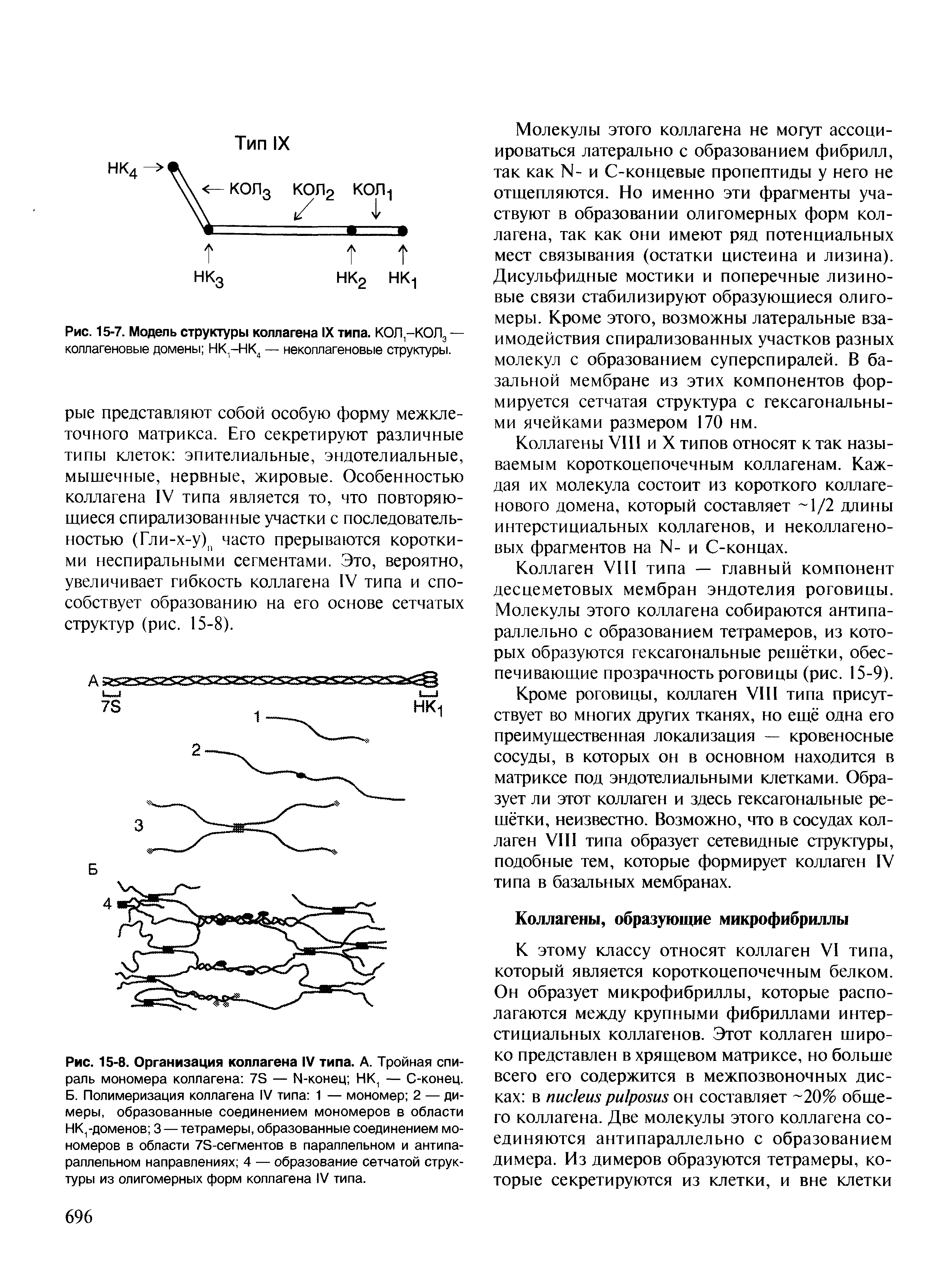 Рис. 15-7. Модель структуры коллагена IX типа. КОЛ-КОЛ. — коллагеновые домены Н -НК — неколлагеновые структуры.