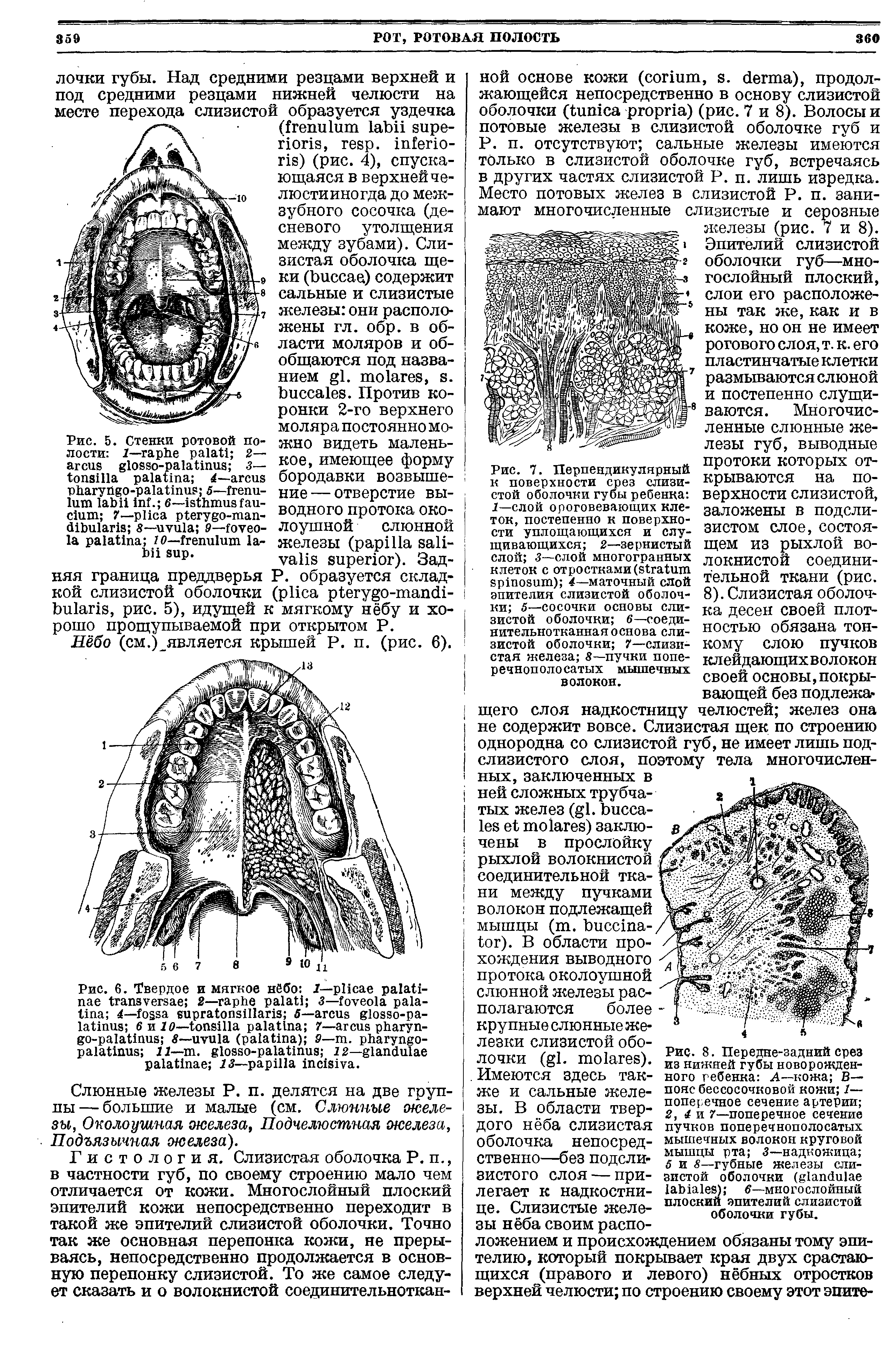 Рис. 8. Передне-задний срез из нижней губы новорожденного ребенка А—кожа В— поясбессосочковой кожи 1— поперечное сечение артерии 2, 4 и 7—поперечное сечение пучков поперечнополосатых мышечных волокон круговой мышцы рта 3—надкожица 5 и 8—губные железы слизистой оболочки ( ) 6—многослойный плоский эпителий слизистой оболочки губы.