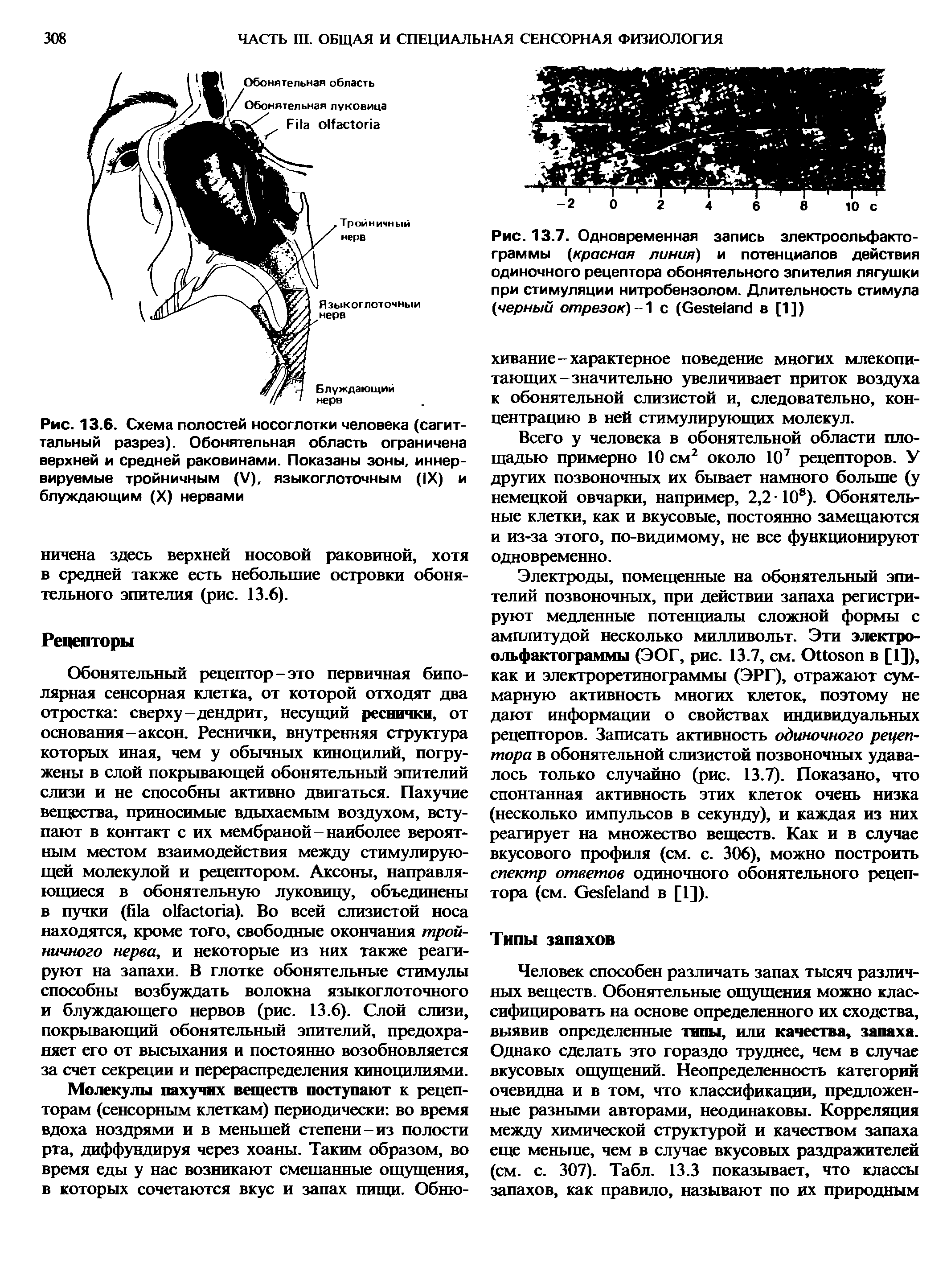 Рис. 13.6. Схема полостей носоглотки человека (сагиттальный разрез). Обонятельная область ограничена верхней и средней раковинами. Показаны зоны, иннервируемые тройничным (V), языкоглоточным (IX) и блуждающим (X) нервами...