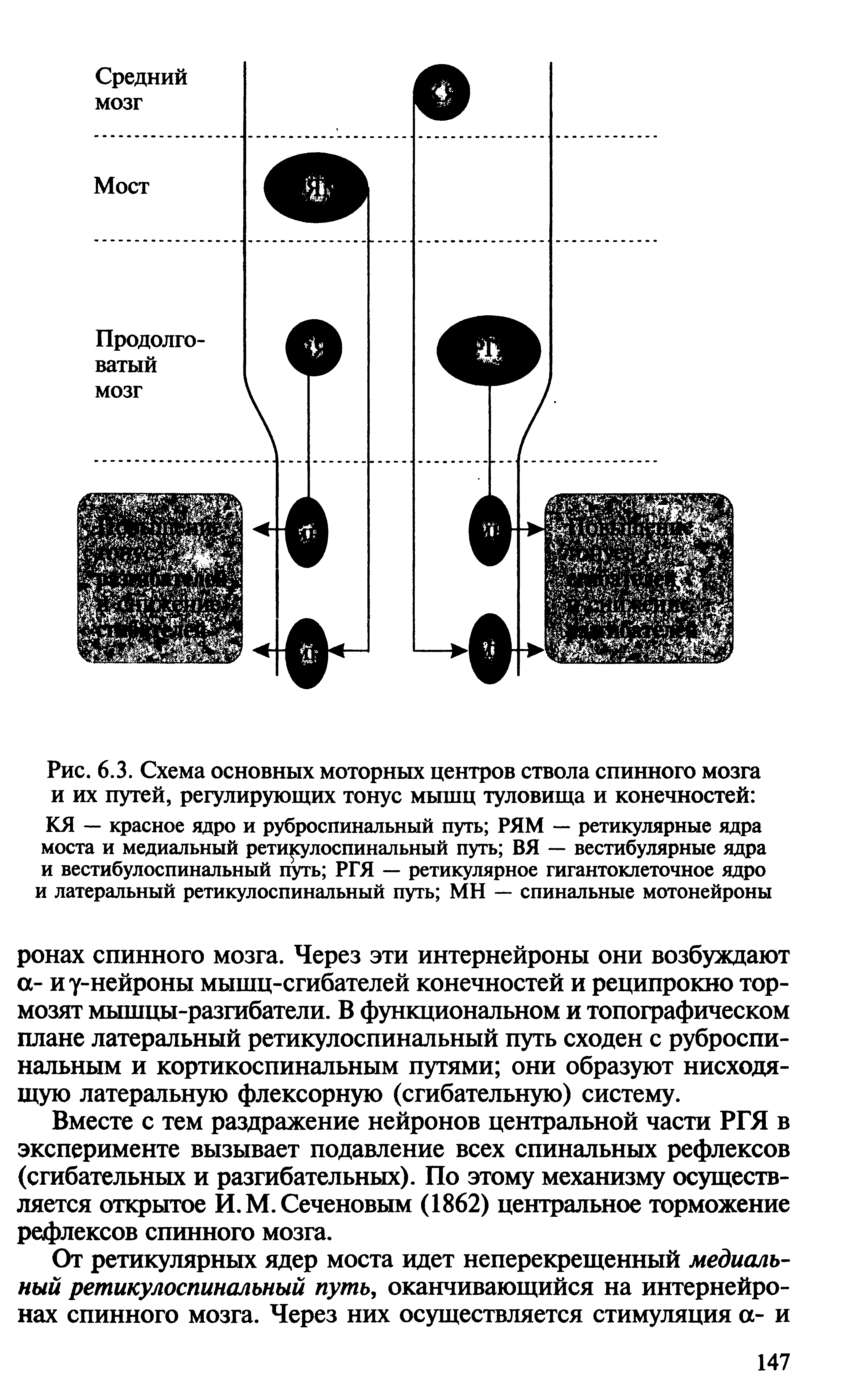 Рис. 6.3. Схема основных моторных центров ствола спинного мозга и их путей, регулирующих тонус мышц туловища и конечностей КЯ — красное ядро и руброспинальный путь РЯМ — ретикулярные ядра моста и медиальный ретикулоспинальный путь ВЯ — вестибулярные ядра и вестибулоспинальный путь РГЯ — ретикулярное гигантоклеточное ядро и латеральный ретикулоспинальный путь МН — спинальные мотонейроны...