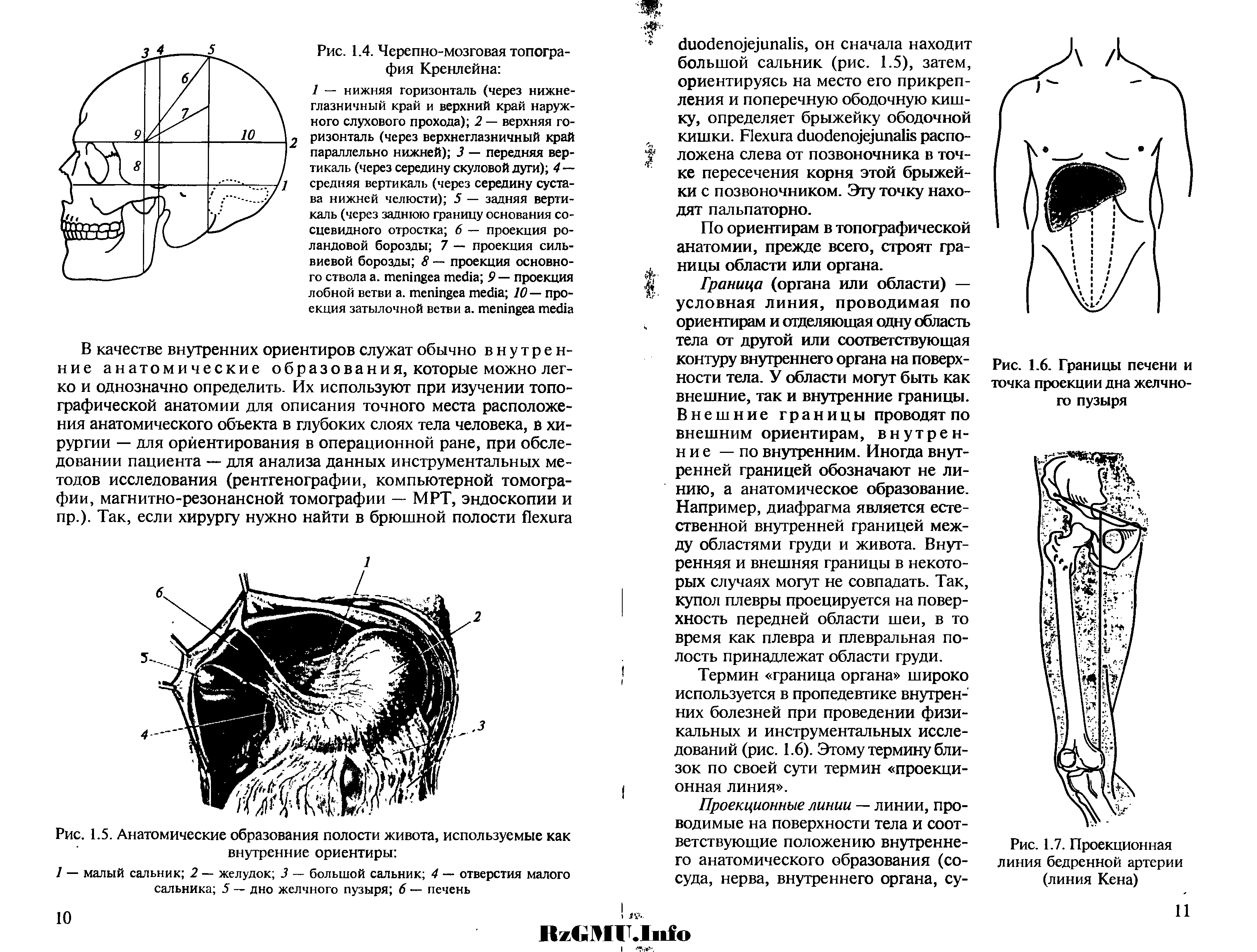 Рис. 1.7. Проекционная линия бедренной артерии (линия Кена)...