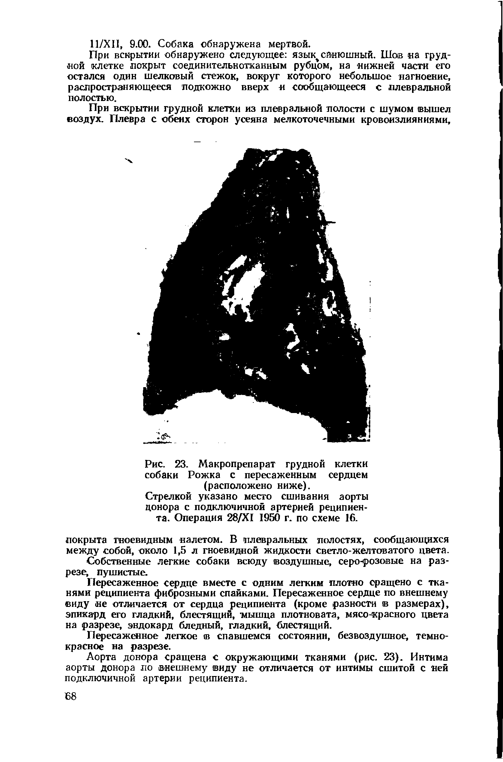 Рис. 23. Макропрепарат грудной клетки собаки Рожка с пересаженным сердцем (расположено ниже).