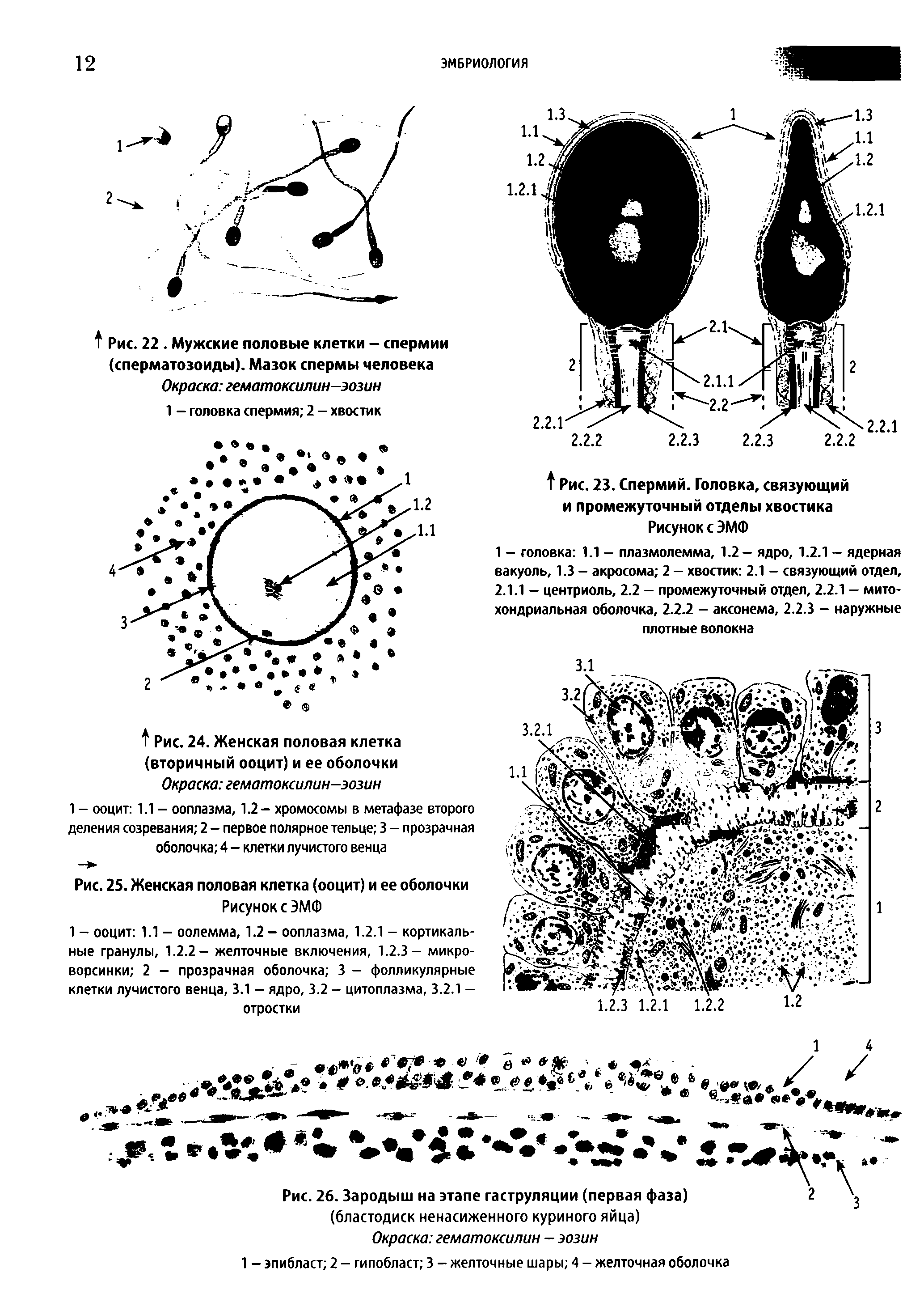 Рис. 25. Женская половая клетка (ооцит) и ее оболочки Рисунок с ЭМФ...