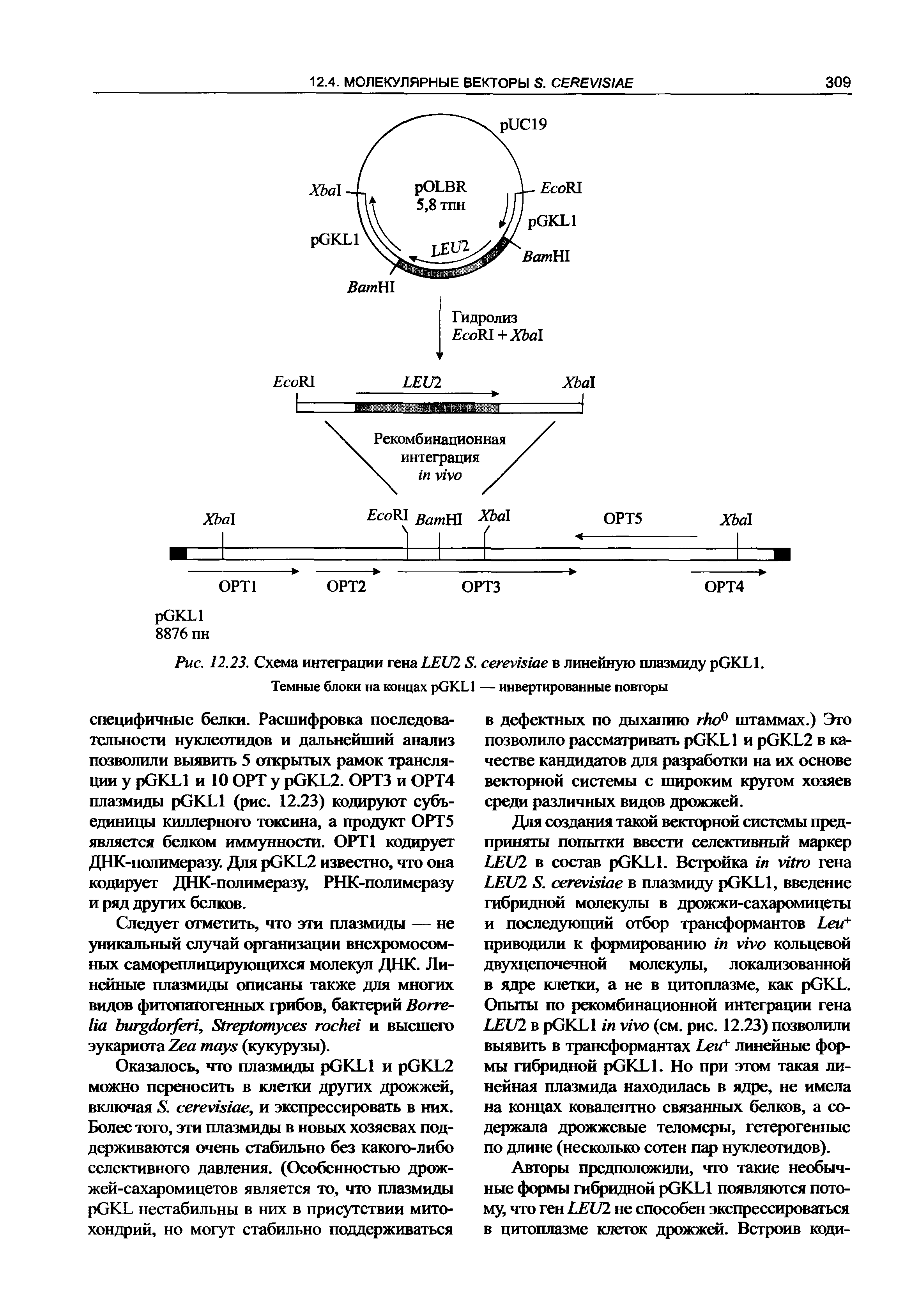 Рис. 12.23. Схема интеграции гена LEU2 S. в линейную плазмиду GKL .