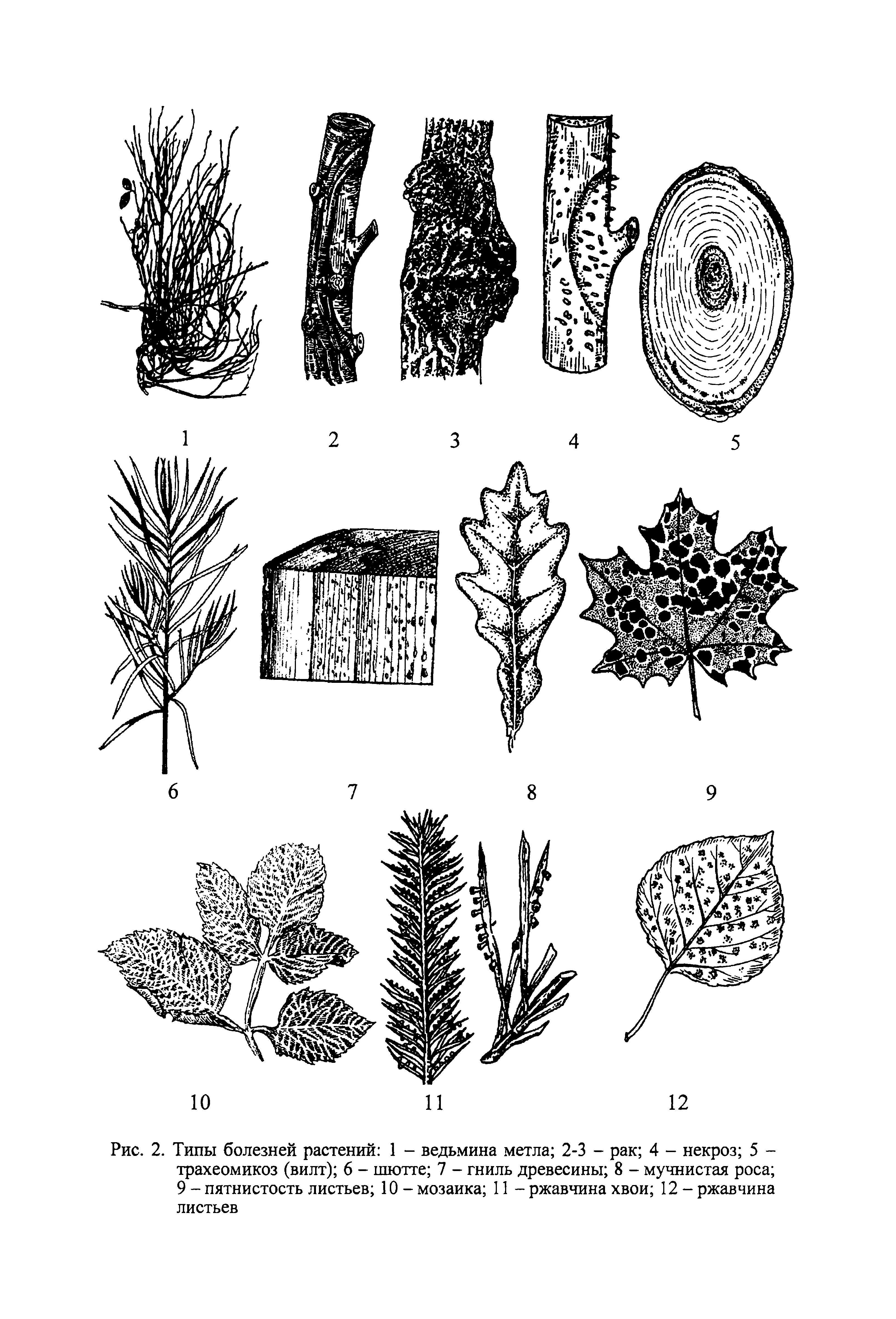 Рис. 2. Типы болезней растений 1 - ведьмина метла 2-3 - рак 4 - некроз 5 -трахеомикоз (вилт) 6 - шютте 7 - гниль древесины 8 - мучнистая роса 9 - пятнистость листьев 10 - мозаика 11 - ржавчина хвои 12 - ржавчина листьев...