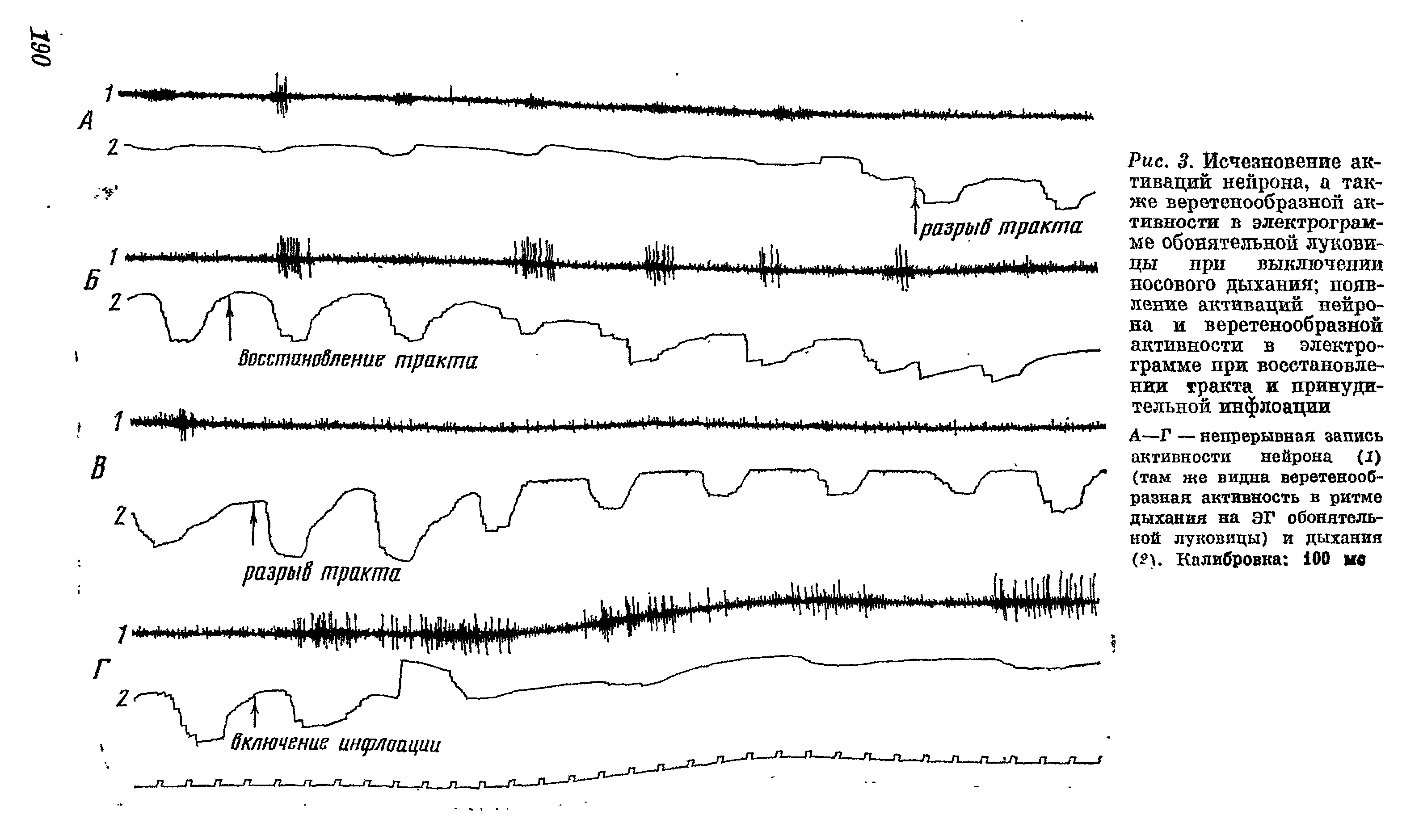 Рис. 3. Исчезновение активаций нейрона, а также веретенообразной активности в электрограмме обонятельной луковицы при выключении носового дыхания появление активаций нейрона и веретенообразной активности в электрограмме при восстановлении тракта и принудительной инфлоации...
