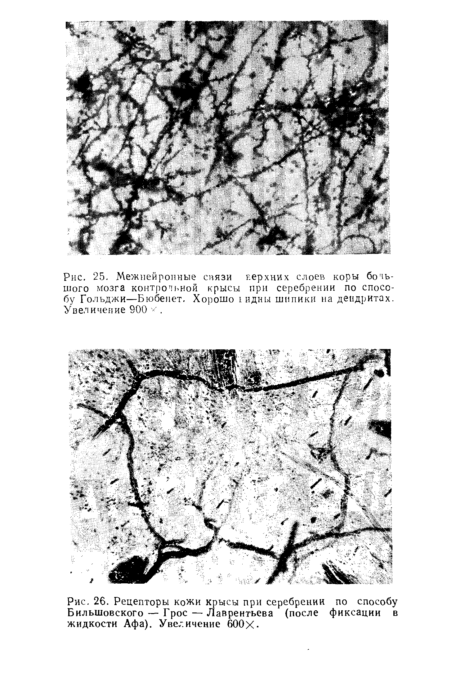 Рис. 26. Рецепторы кожи крысы при серебрении по способу Бильшовского — Грос — Лаврентьева (после фиксации в жидкости Афа). Увеличение 600Х-...