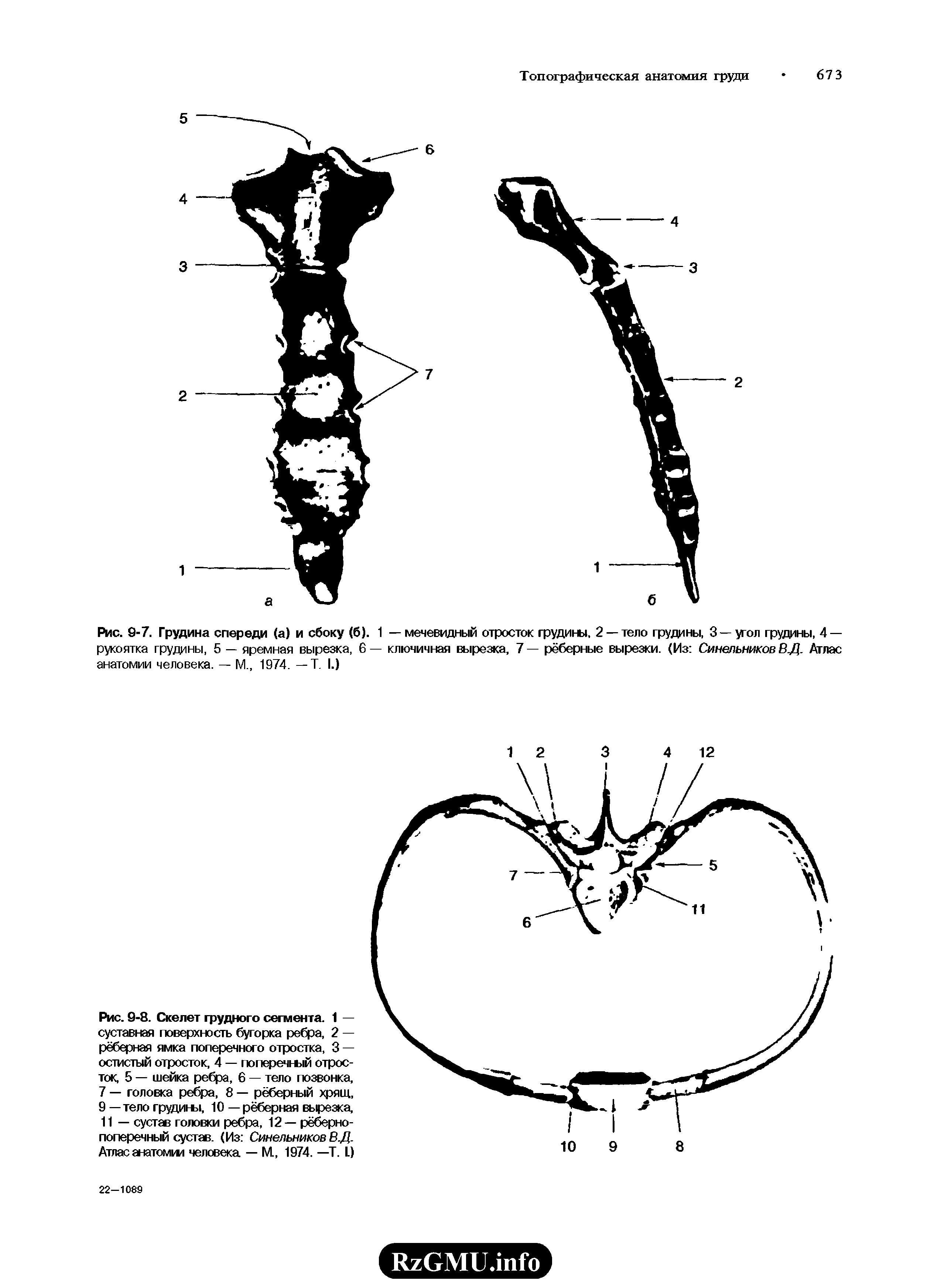 Рис. 9-8. Скелет грудного сегмента. 1 — суставная поверхность бугорка ребра, 2 — рёберная ямка поперечного отростка, 3 — остистый отросток, 4 — поперечный отросток, 5 — шейка ребра, 6 — тело позвонка, 7 — головка ребра, 8 — рёберный хрящ, 9 — тело грудины, 10 — рёберная вырезка, 11 — сустав головки ребра, 12 — рёберно-поперечный сустав. (Из Синельников В.Д. Атлас анатомии человека — М., 1974. —Т. С)...