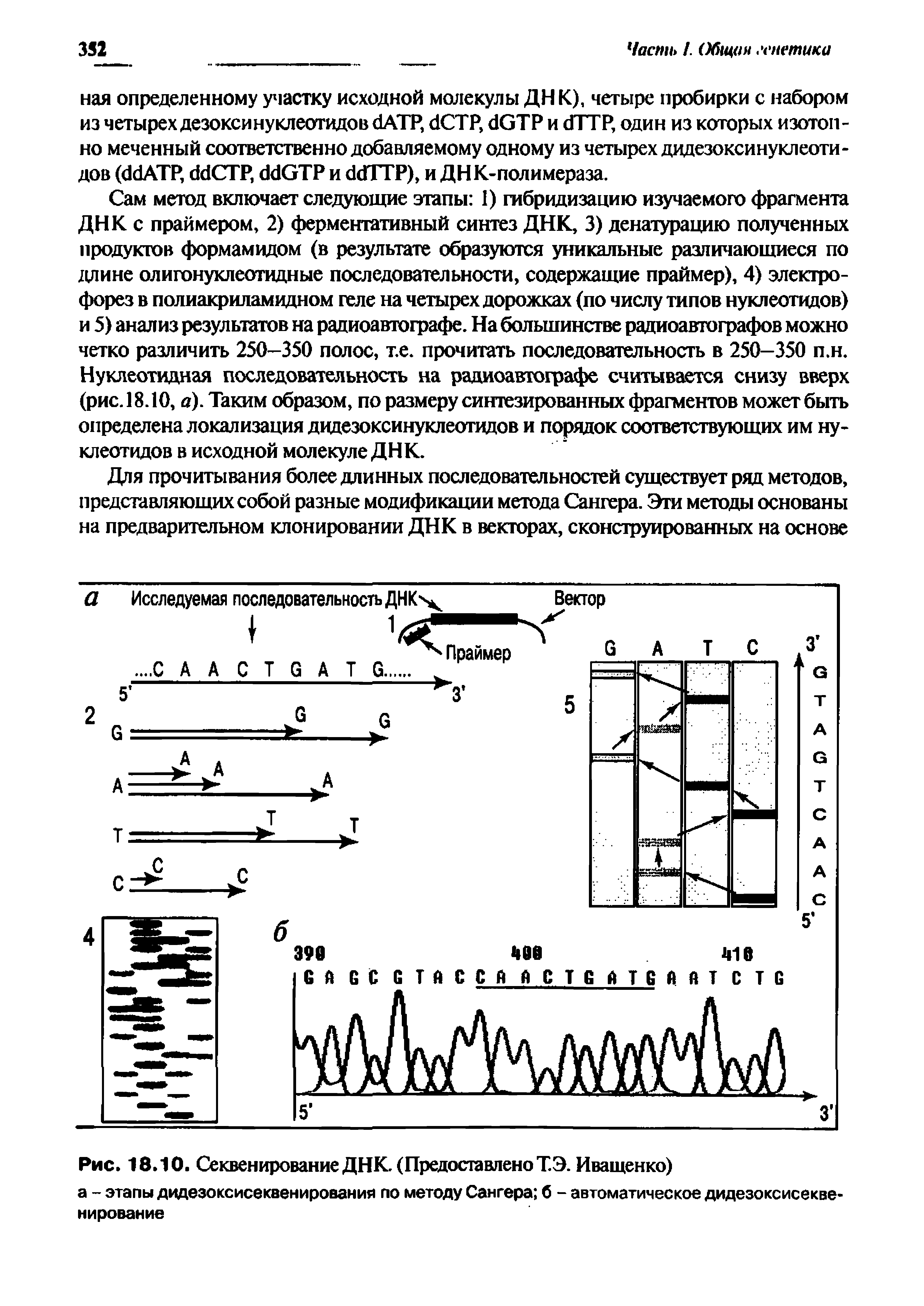 Рис. 18.10. Секвенирование ДНК (Предоставлено Т.Э. Иващенко) а - этапы дидезоксисеквенирования по методу Сангера б - автоматическое дидезоксисеквенирование...