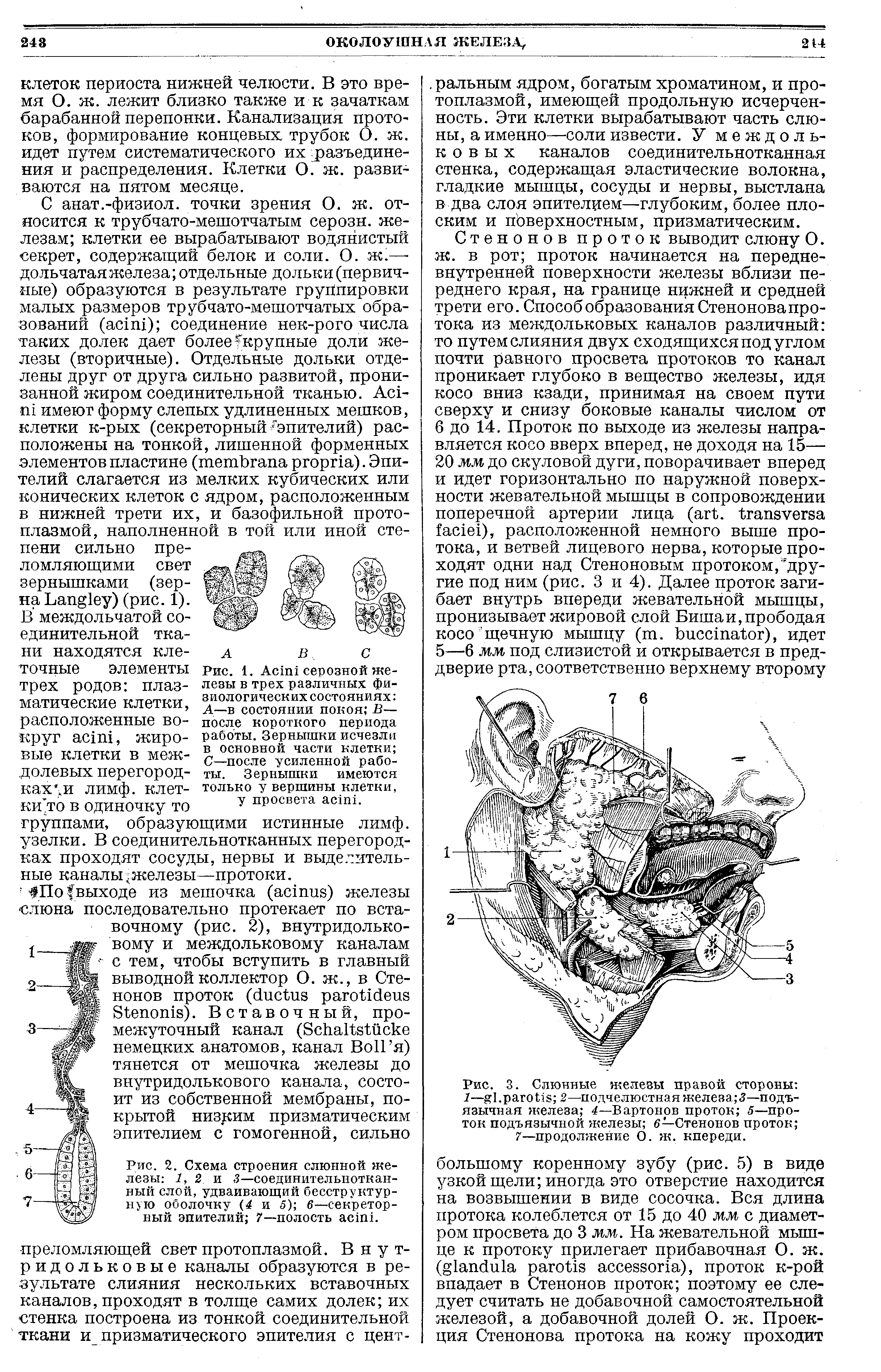 Рис. 2. Схема строения слюнной железы 7, 2 и 3—соединительнотканный слой, удваивающий бесструктурную оболочку (4 и 5) 6—секреторный эпителий 7—полость .