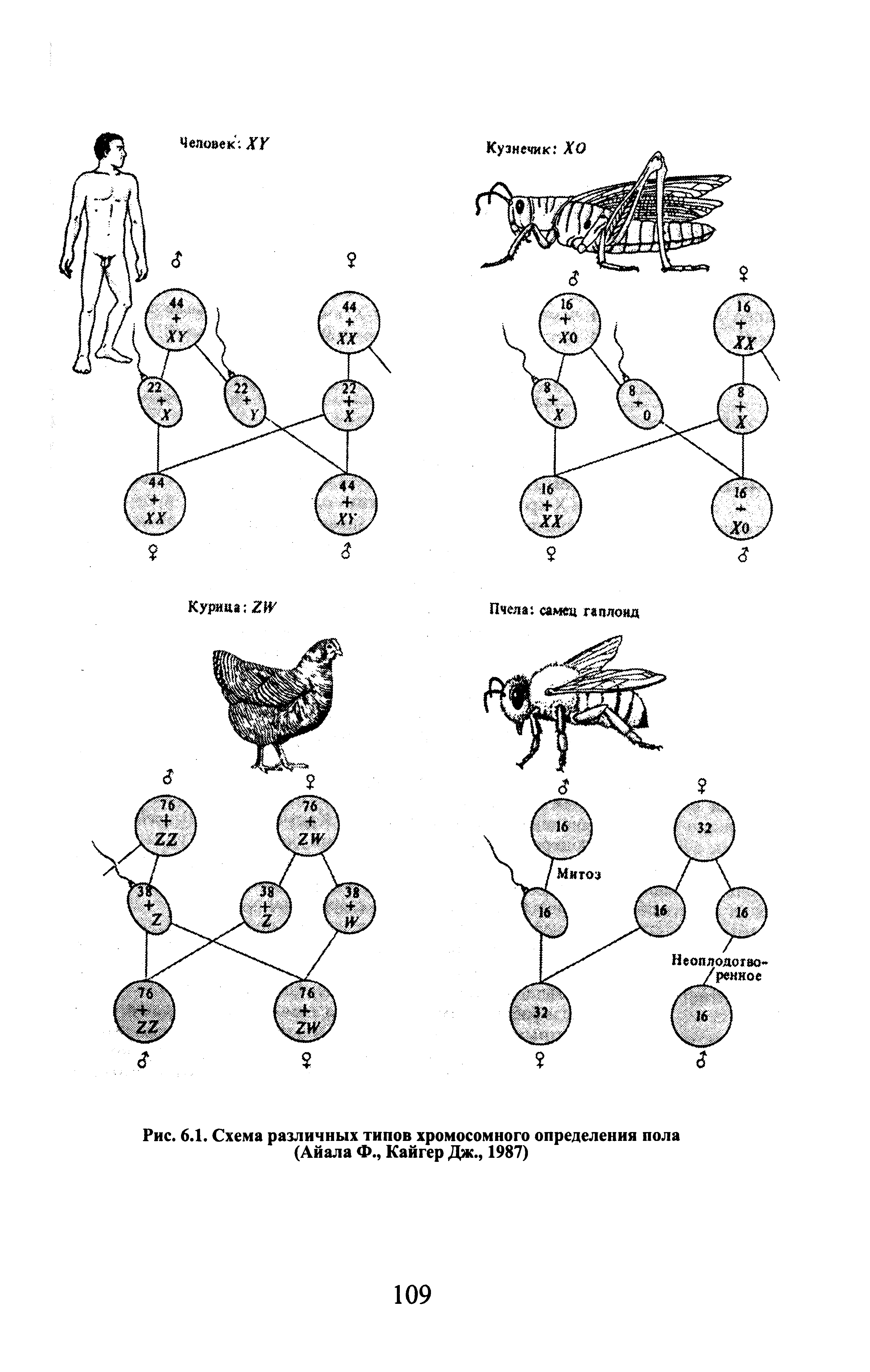 Рис. 6.1. Схема различных типов хромосомного определения пола (Айала Ф., Кайгер Дж., 1987)...