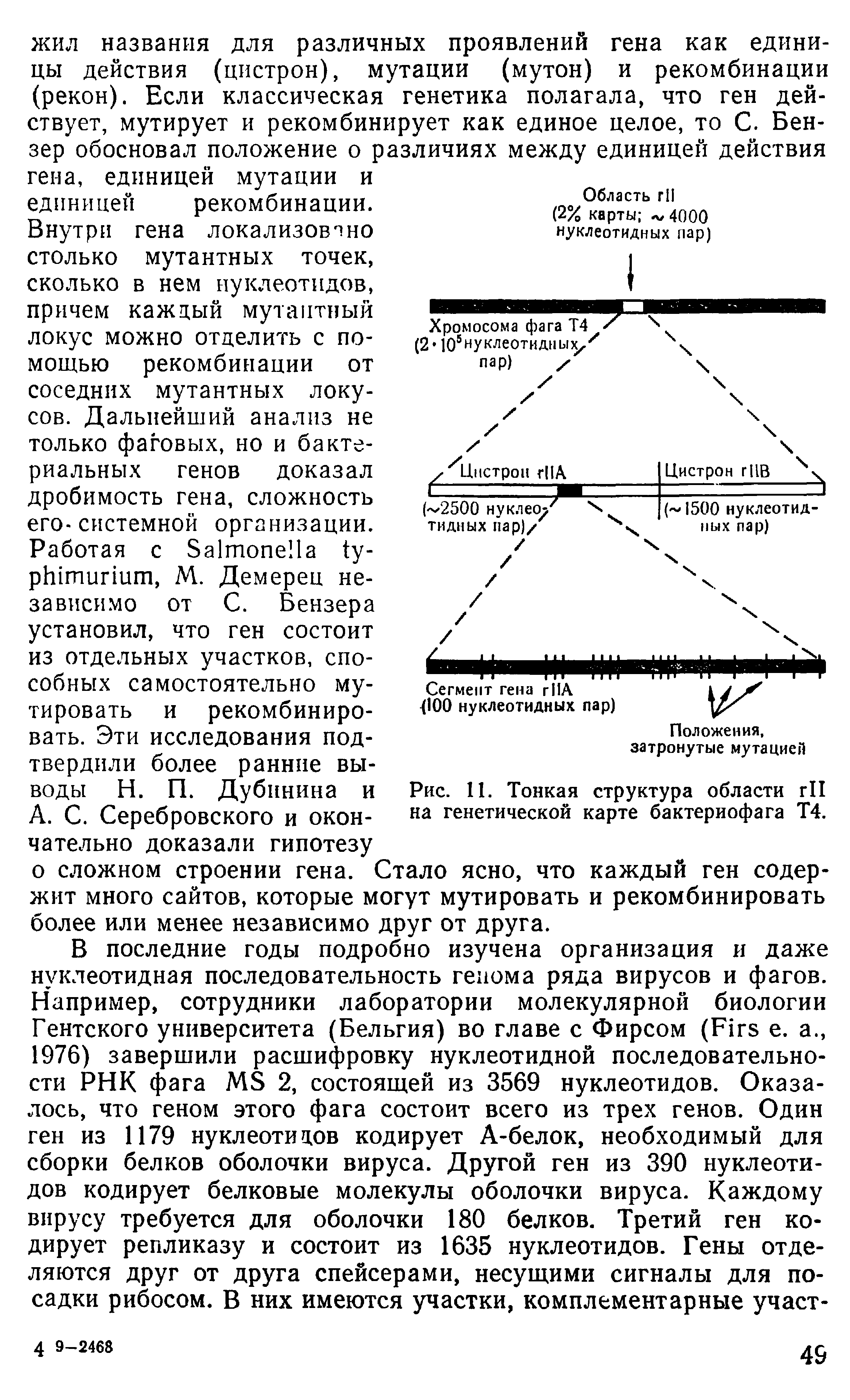 Рис. 11. Тонкая структура области г11 на генетической карте бактериофага Т4.